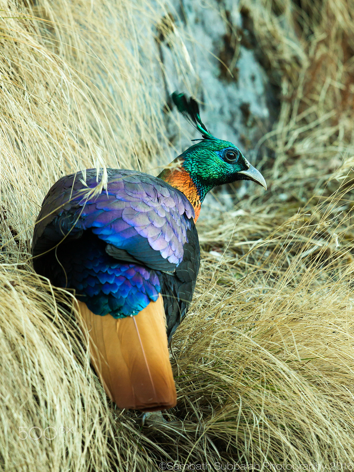 Canon EF 500mm F4L IS II USM sample photo. Himalayan monal photography