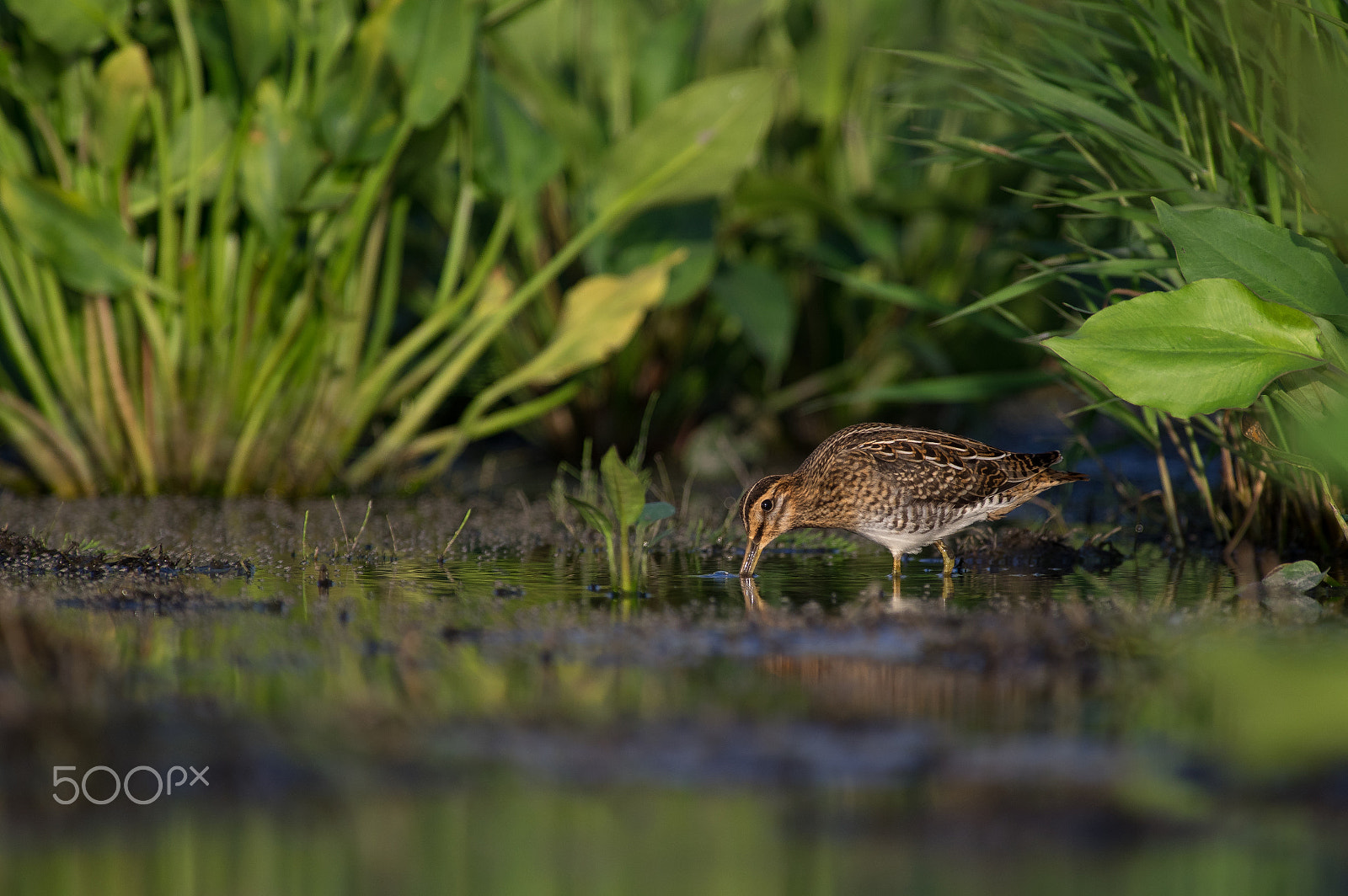 Pentax smc DA* 300mm F4.0 ED (IF) SDM sample photo. Underwater beak photography