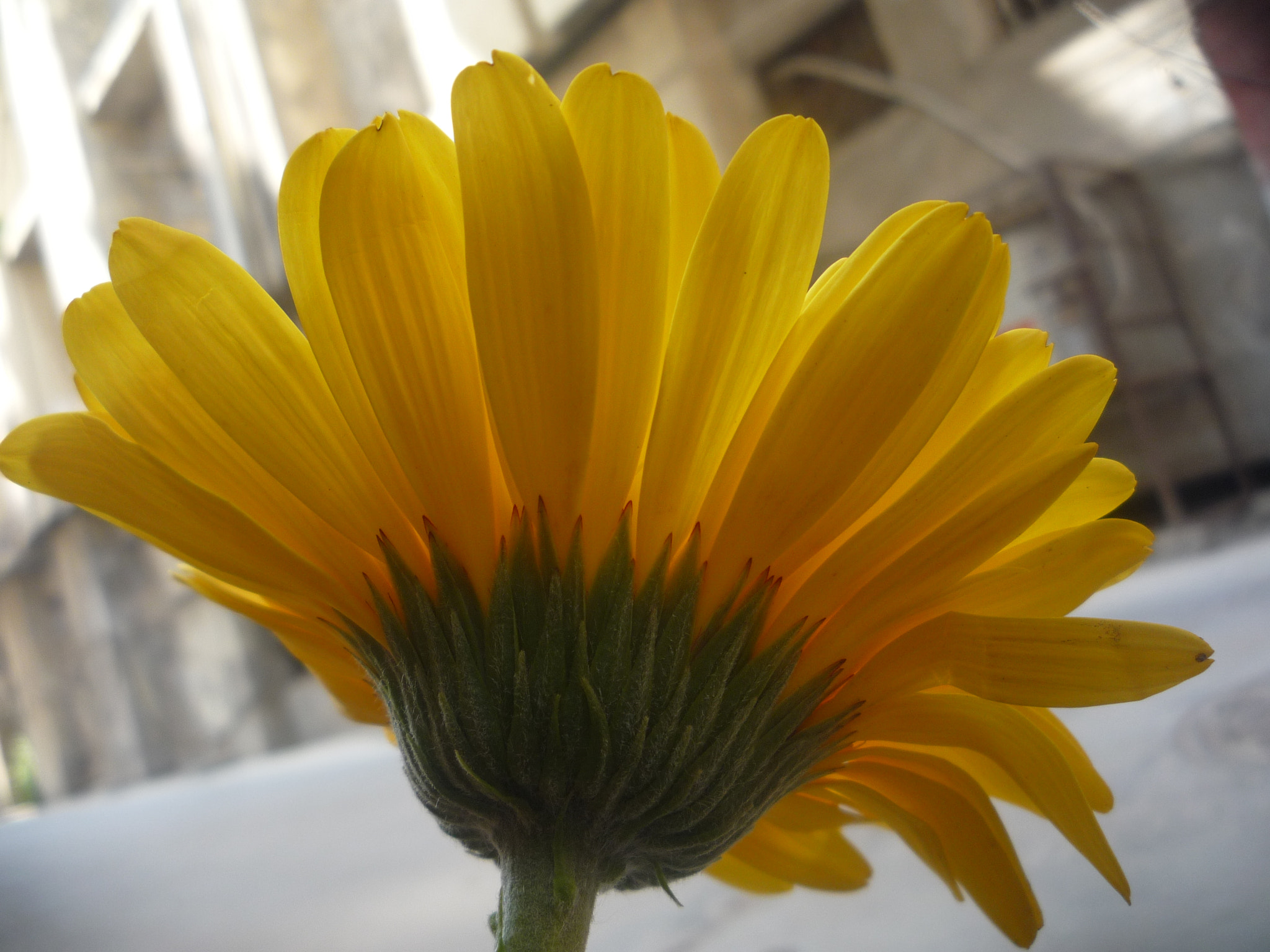 Panasonic DMC-LZ10 sample photo. From a different angle photography
