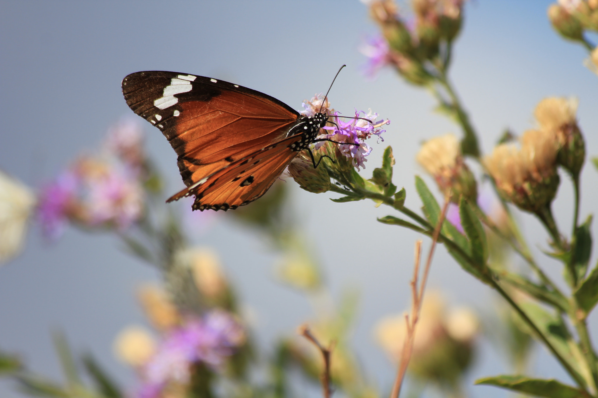 Canon EF 70-300mm F4-5.6 IS USM sample photo. Butterfly haven photography