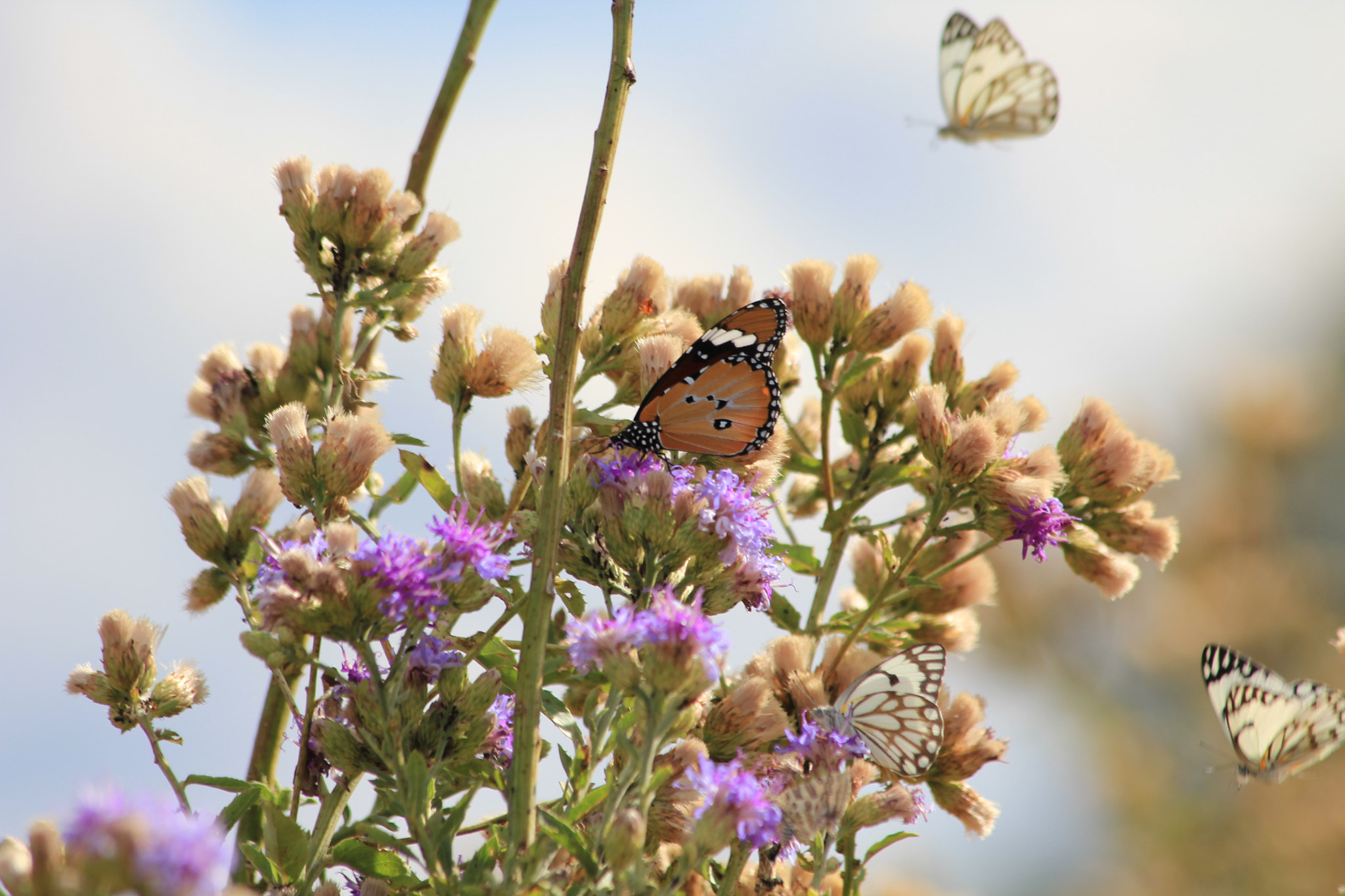 Canon EF 70-300mm F4-5.6 IS USM sample photo. A flutter of wings photography