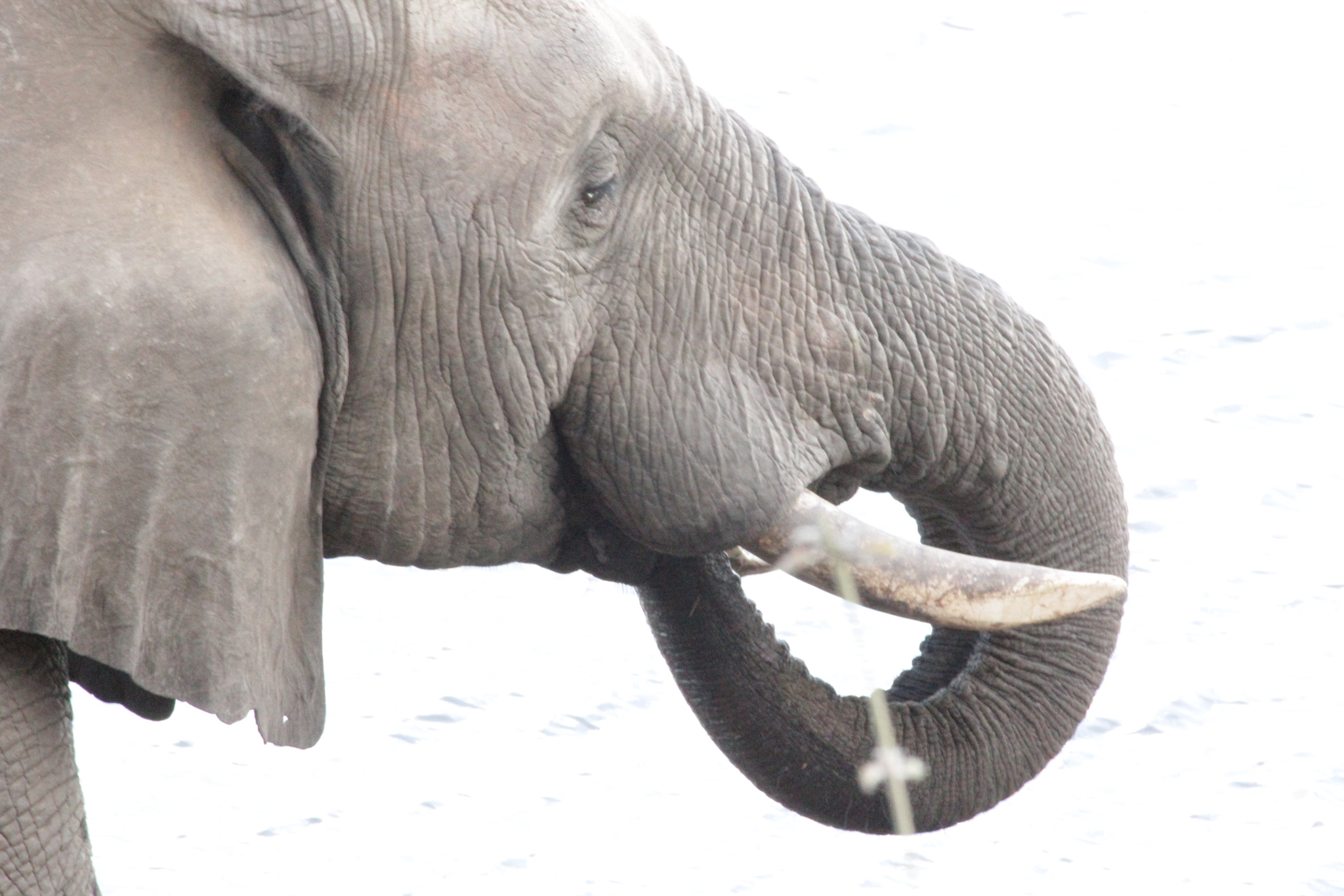 Canon EF 70-300mm F4-5.6 IS USM sample photo. A trunk full photography