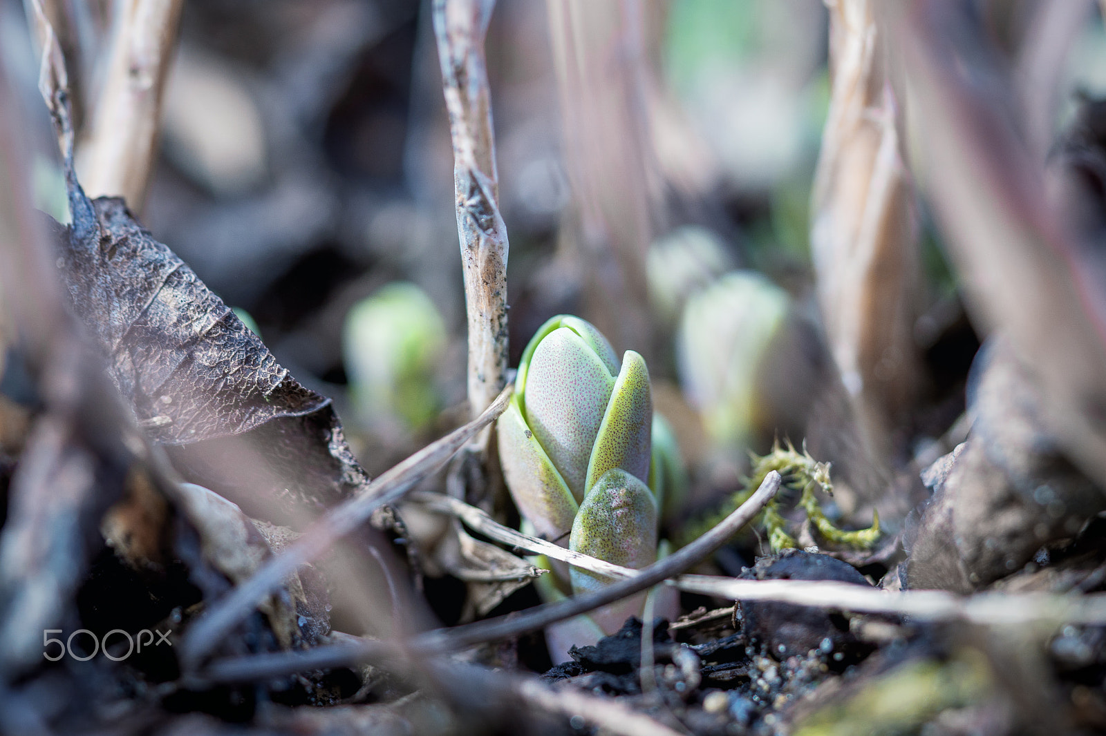 Sony a6500 sample photo. Junge blume im garten photography