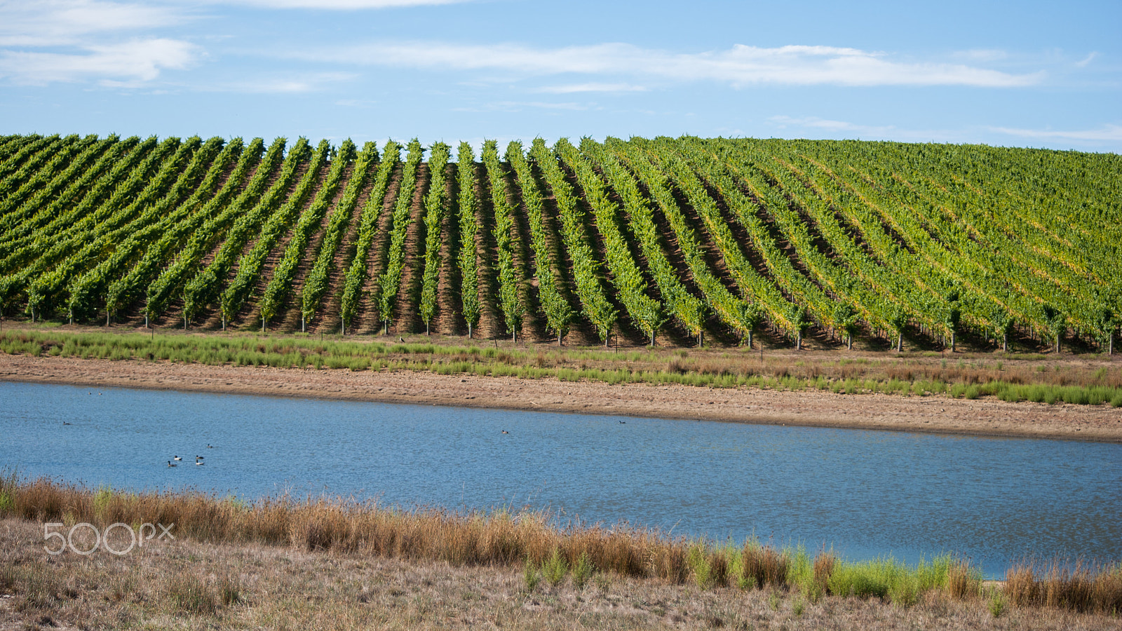 Nikon D3000 sample photo. Winery photography