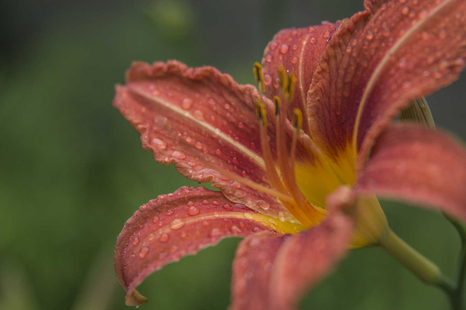 Canon EOS 70D + Sigma 24-70mm F2.8 EX DG Macro sample photo. Morning dew photography