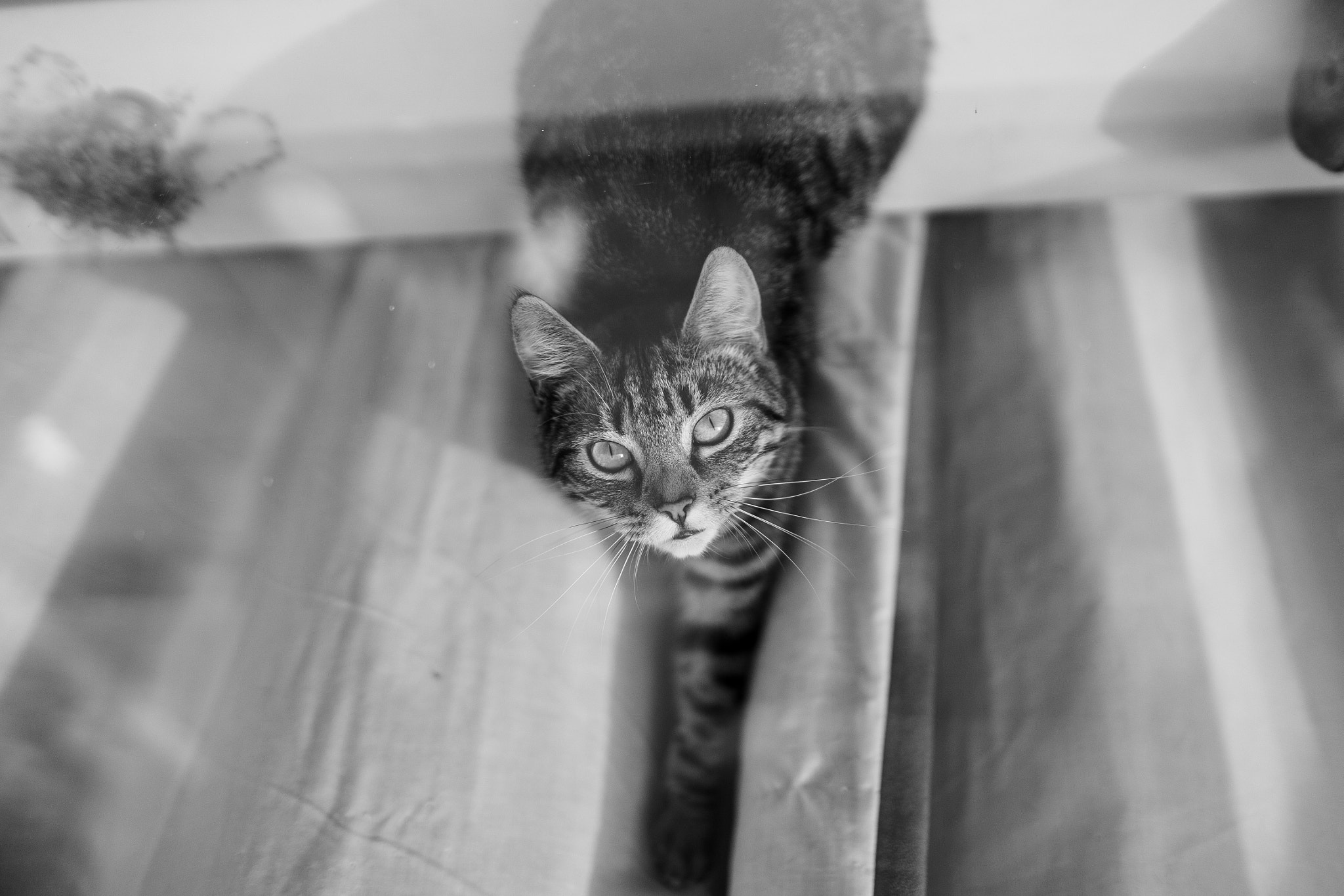 Sigma 24mm F1.4 DG HSM Art sample photo. On the prowl photography