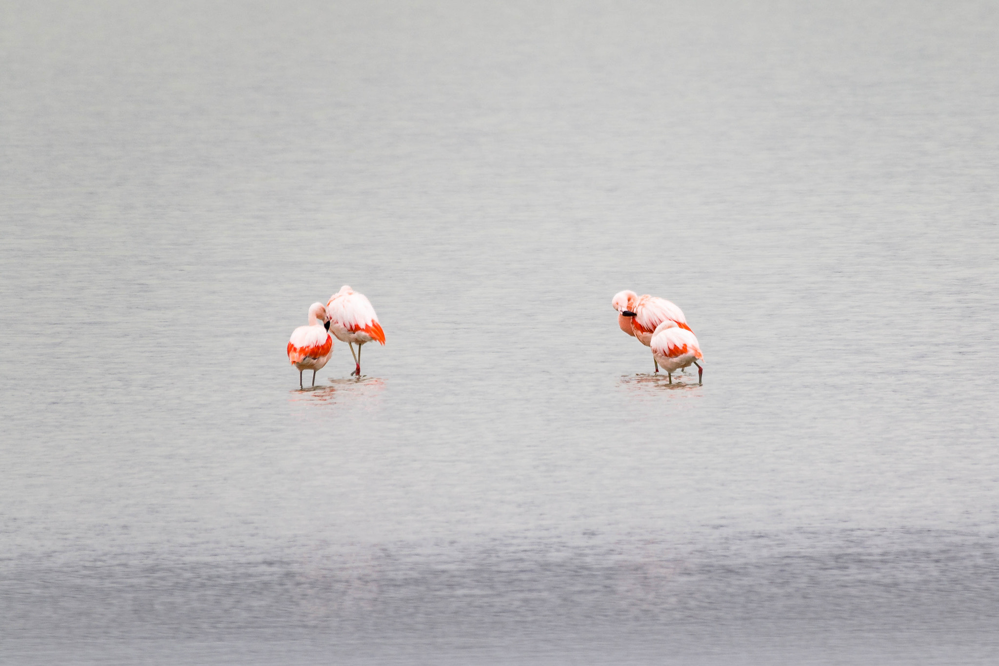 Canon EOS 70D + Sigma 150-500mm F5-6.3 DG OS HSM sample photo. Flamencos photography