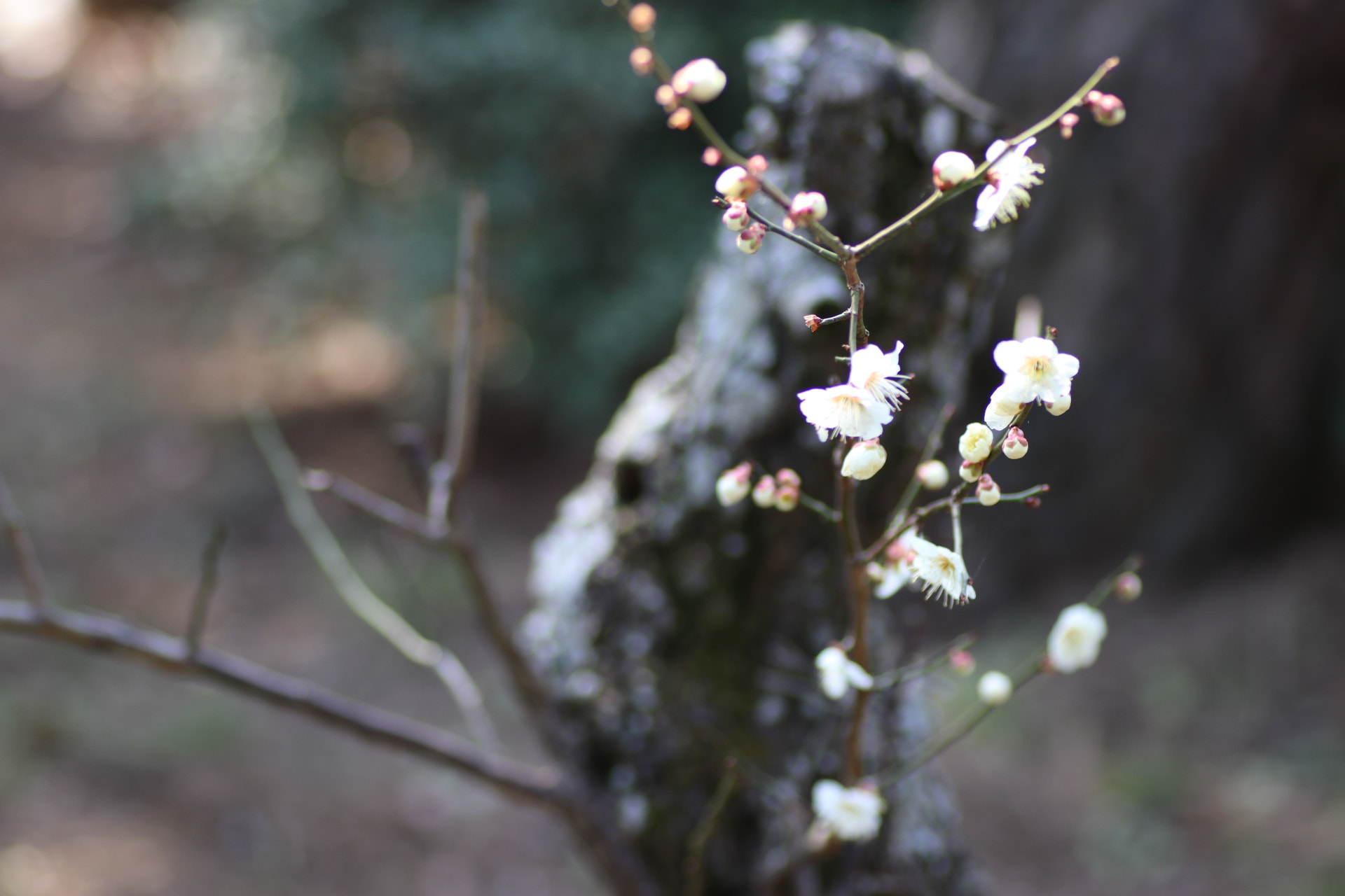 Canon EOS 80D + Tamron SP AF 90mm F2.8 Di Macro sample photo. Plum photography