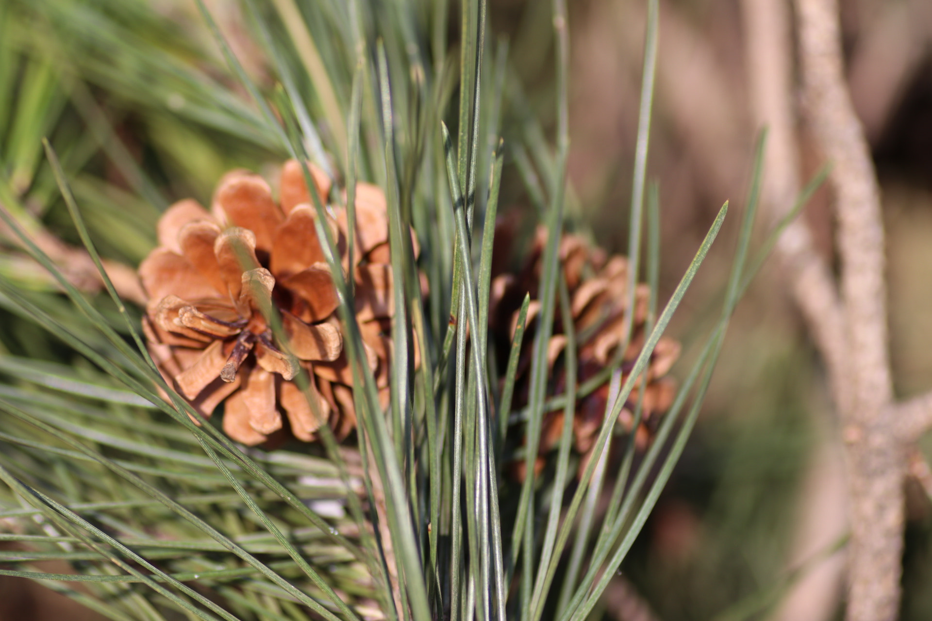 Canon EOS 80D + Tamron SP AF 90mm F2.8 Di Macro sample photo. Pine cones photography