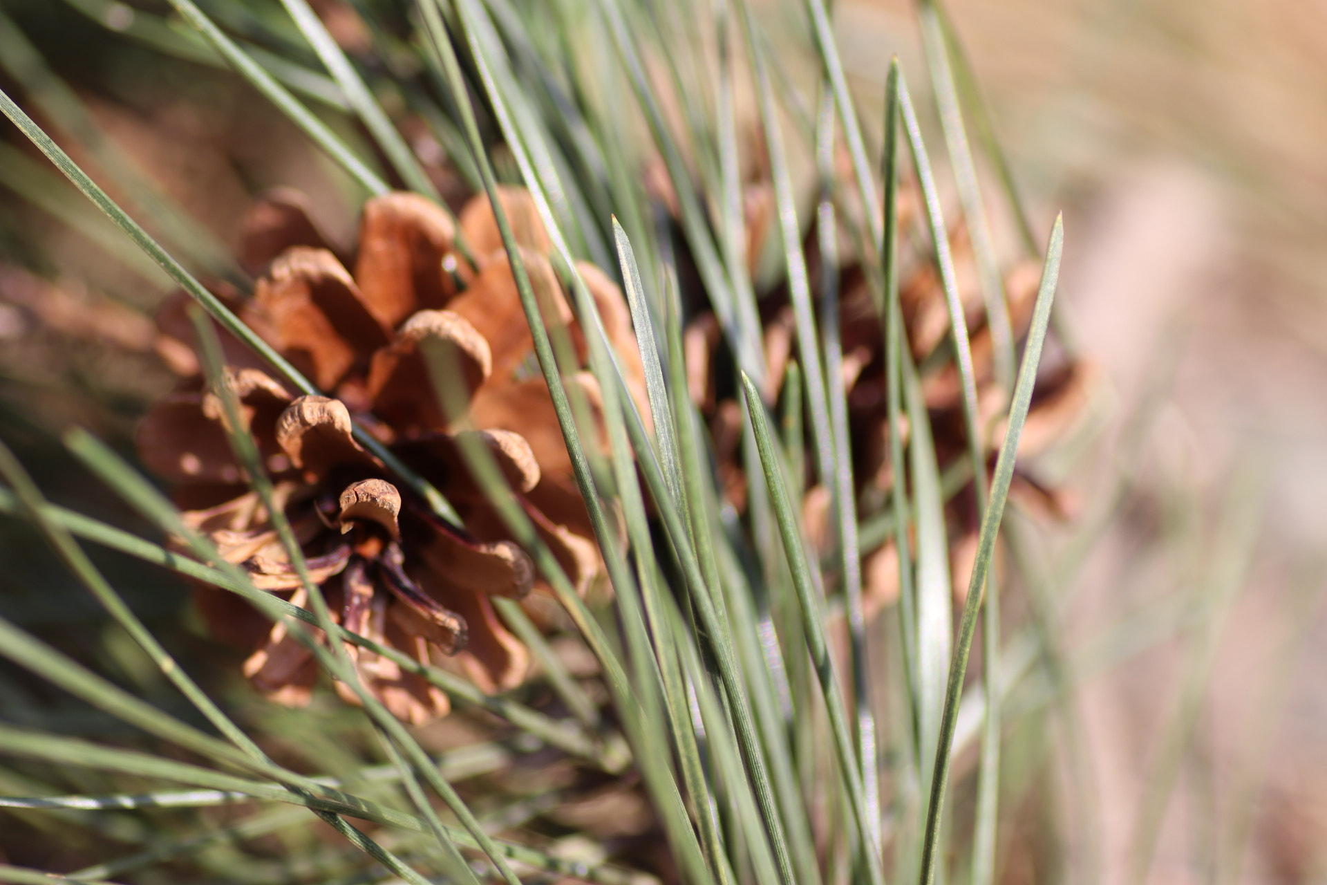 Canon EOS 80D + Tamron SP AF 90mm F2.8 Di Macro sample photo. Pine cones photography