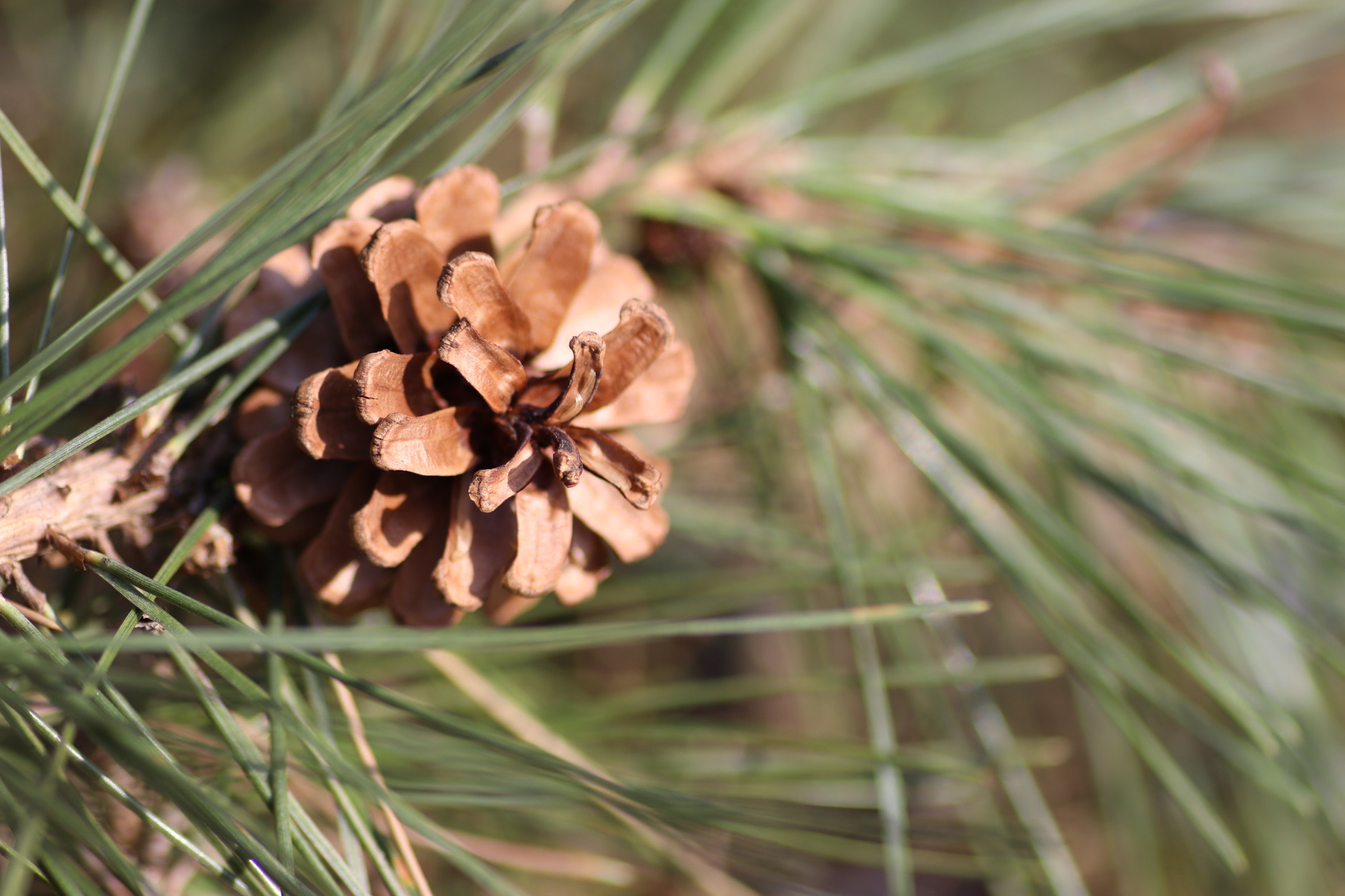 Canon EOS 80D + Tamron SP AF 90mm F2.8 Di Macro sample photo. Pine cones photography