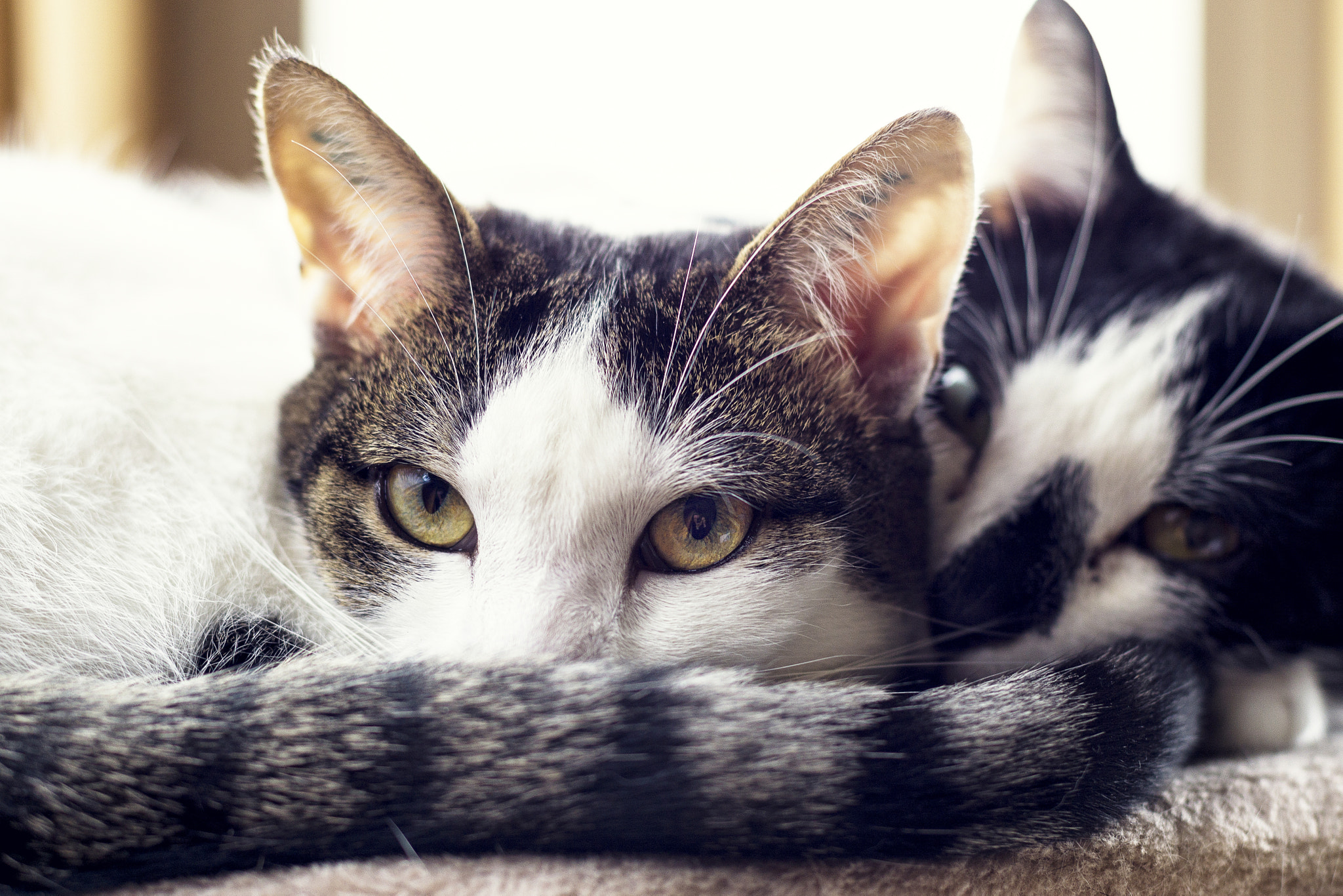 Sony a6000 + Canon EF 50mm F1.4 USM sample photo. Don´t disturb! photography