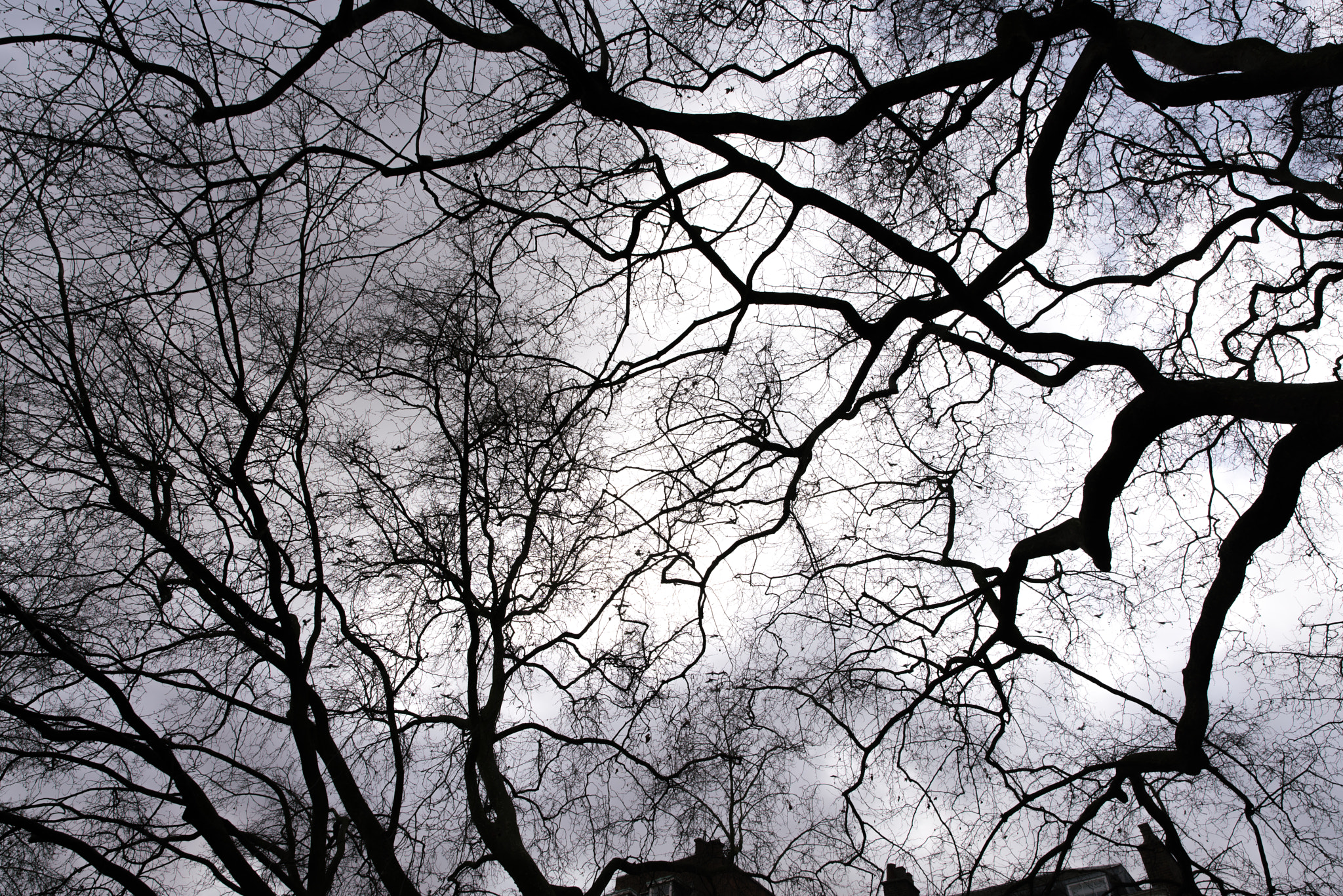 Canon EF 24-70mm F2.8L II USM sample photo. Sky trees in london photography