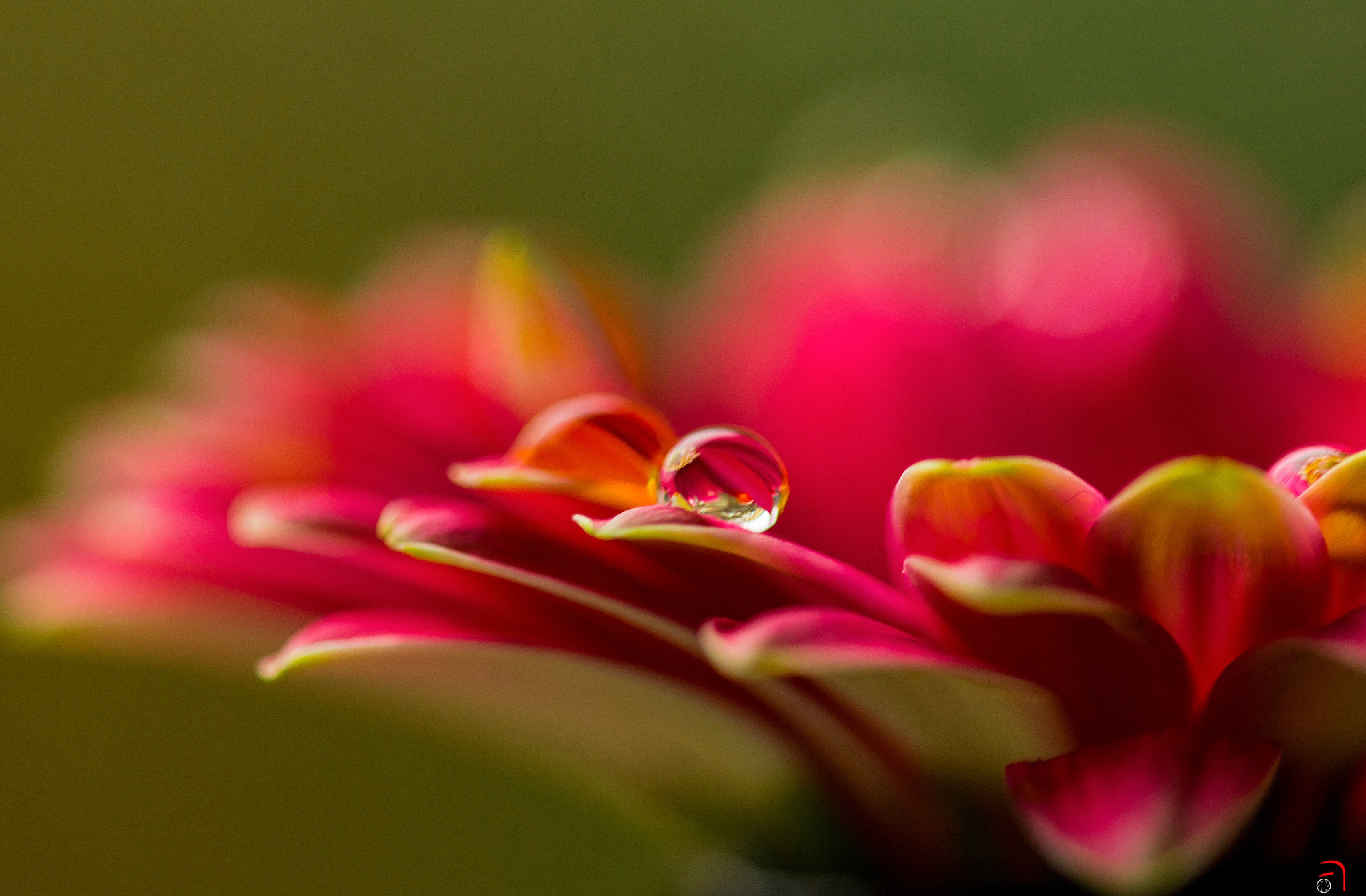 Sigma 105mm F2.8 EX DG OS HSM sample photo. The first shot with lens sigma 105mm macro  photography
