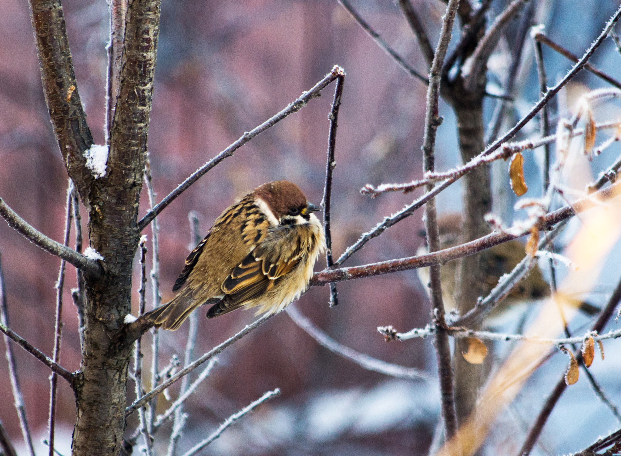 Minolta AF 100-300mm F4.5-5.6 APO [New] sample photo. Little sparrow photography