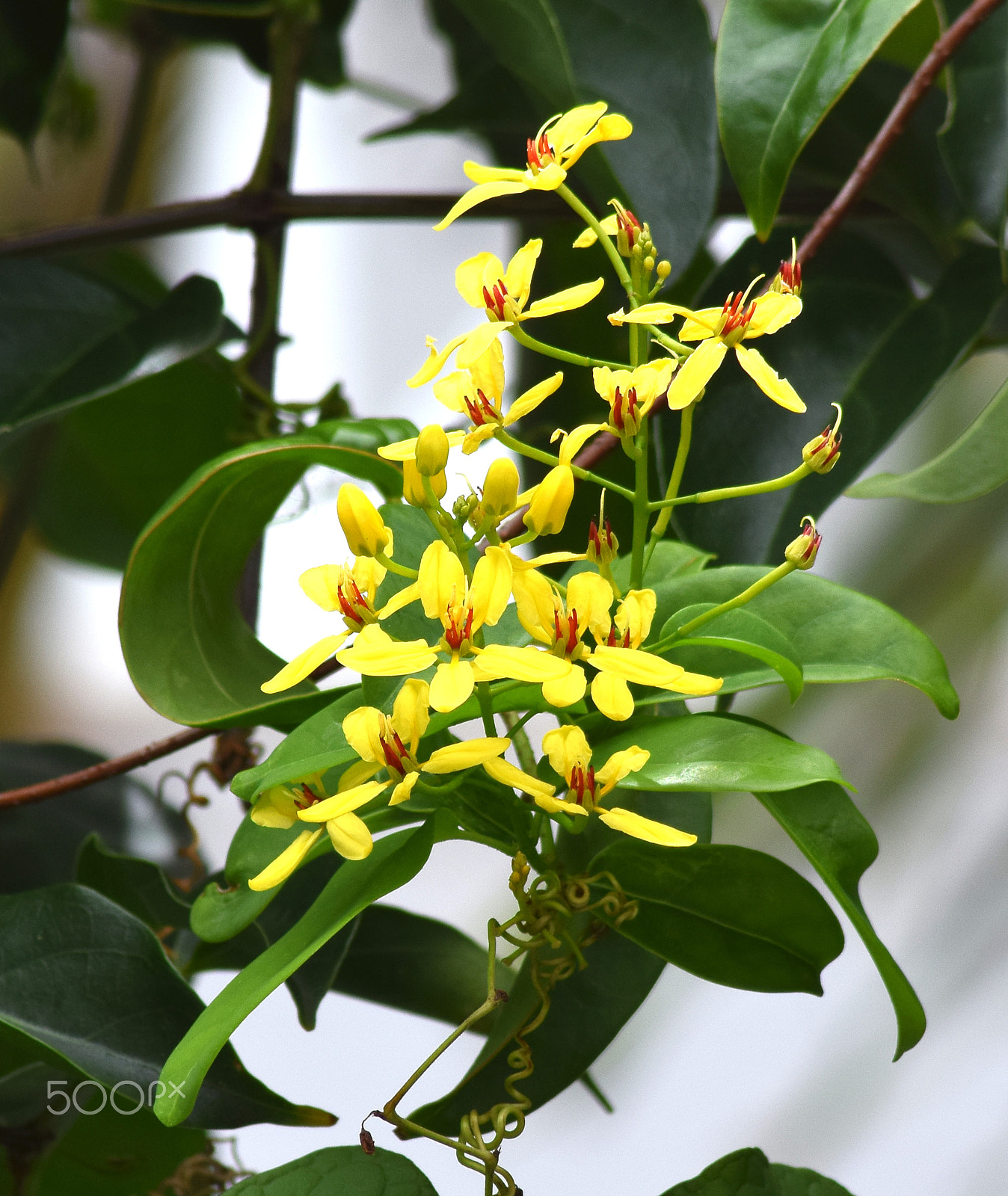 Sigma 50mm F2.8 EX DG Macro sample photo. Tropical - cassia surattensis photography