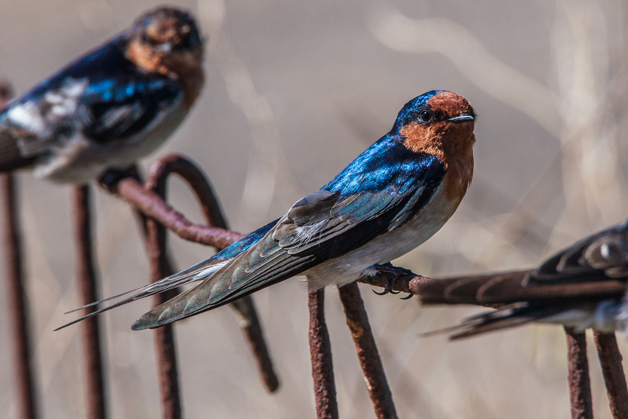 Tamron SP 150-600mm F5-6.3 Di VC USD sample photo. I've been spotted photography