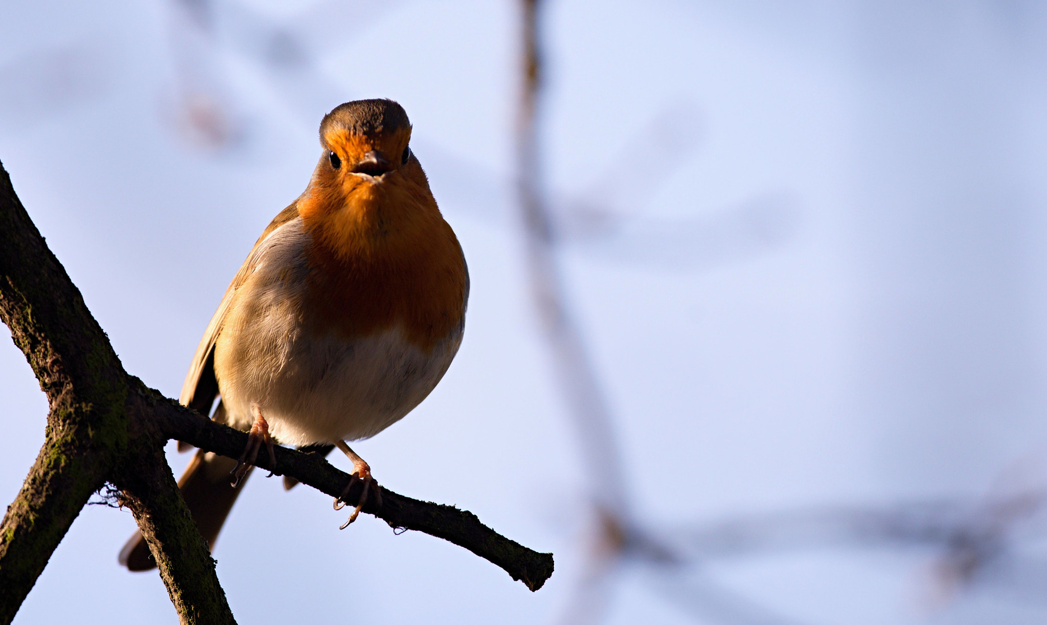 Nikon D610 + Nikon AF-S Nikkor 300mm F4D ED-IF sample photo. European robin photography