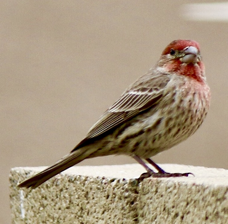 Canon EF-S 55-250mm F4-5.6 IS sample photo. Red finch photography