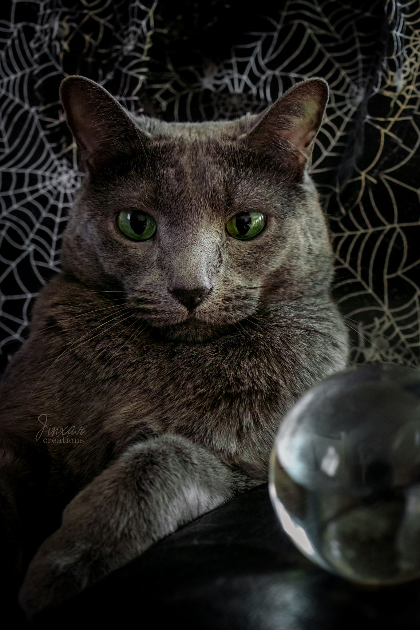 Samsung NX 18-55mm F3.5-5.6 OIS sample photo. Feline psychic photography