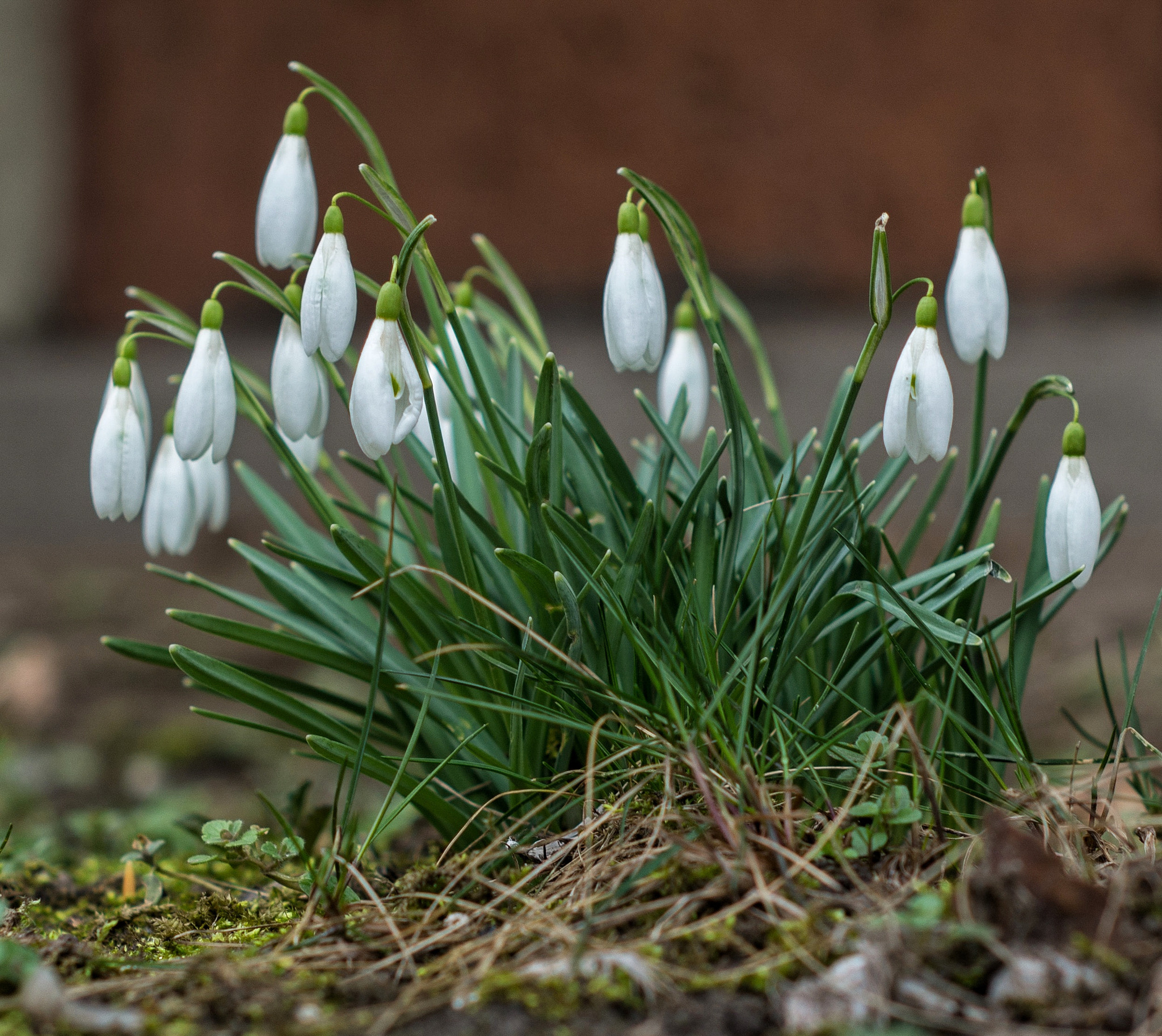 Pentax K-50 + A Series Lens sample photo