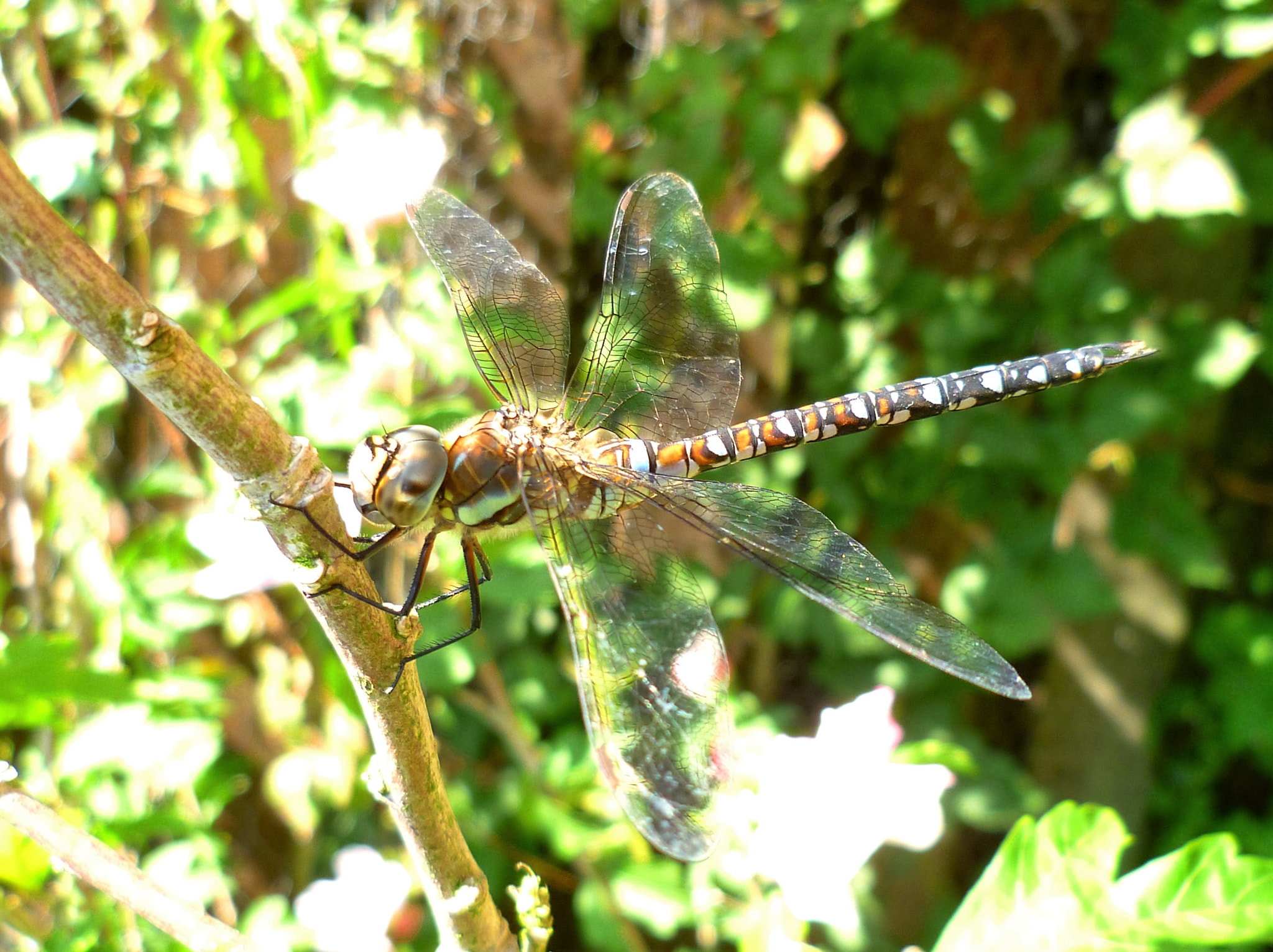 Panasonic DMC-FS10 sample photo. Dragonfly (paardenbijter) photography