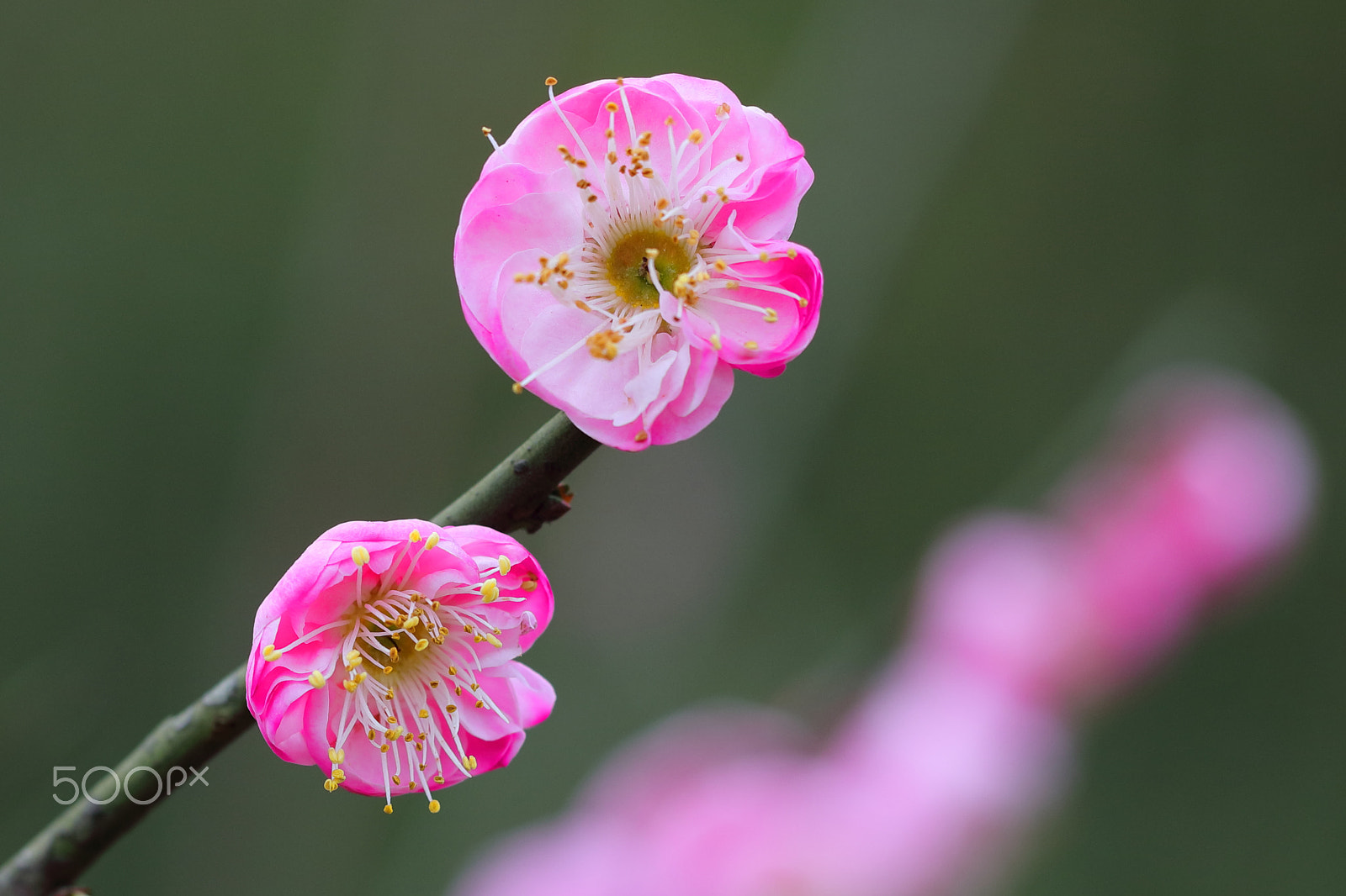 Canon EF 100mm F2.8L Macro IS USM sample photo. Plum blossom photography