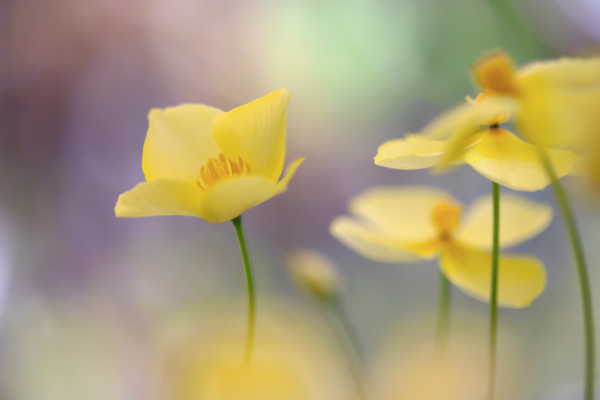 Canon EOS 760D (EOS Rebel T6s / EOS 8000D) + Canon EF-S 60mm F2.8 Macro USM sample photo. I want to stay true to myself◡̈*✧ photography