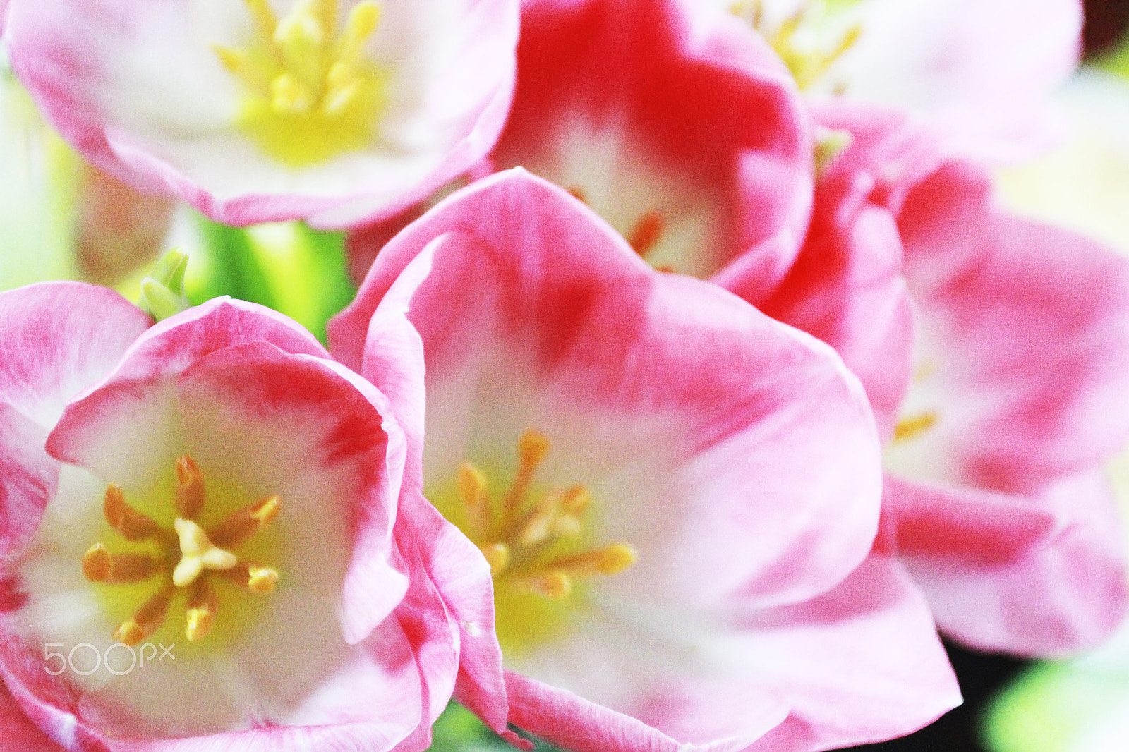 Canon EOS 60D + Canon EF 17-40mm F4L USM sample photo. Pink tulips photography