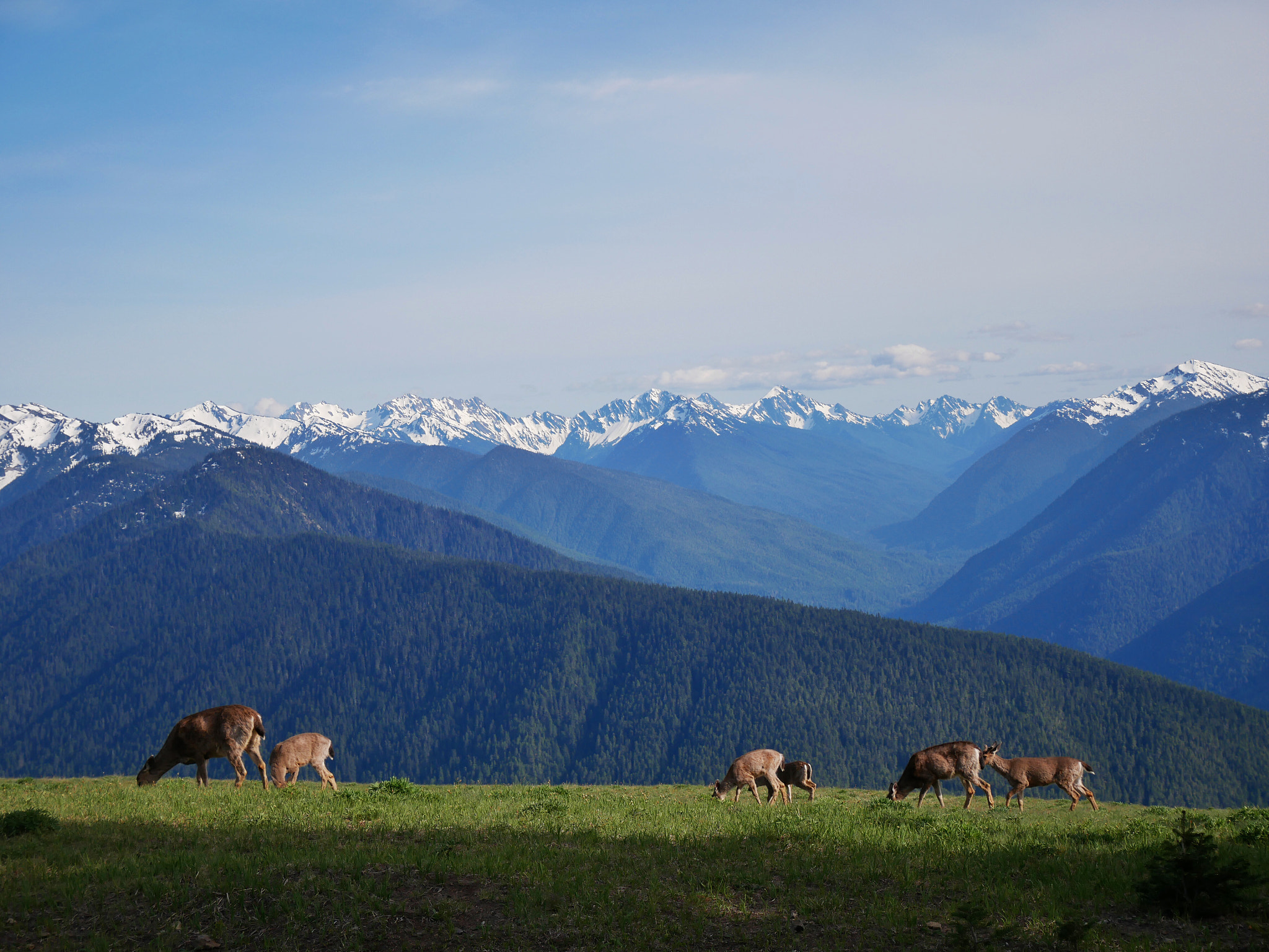 Panasonic Lumix DMC-GX85 (Lumix DMC-GX80 / Lumix DMC-GX7 Mark II) + Panasonic Lumix G Vario HD 12-32mm F3.5-5.6 Mega OIS sample photo. Hurricane ridge photography