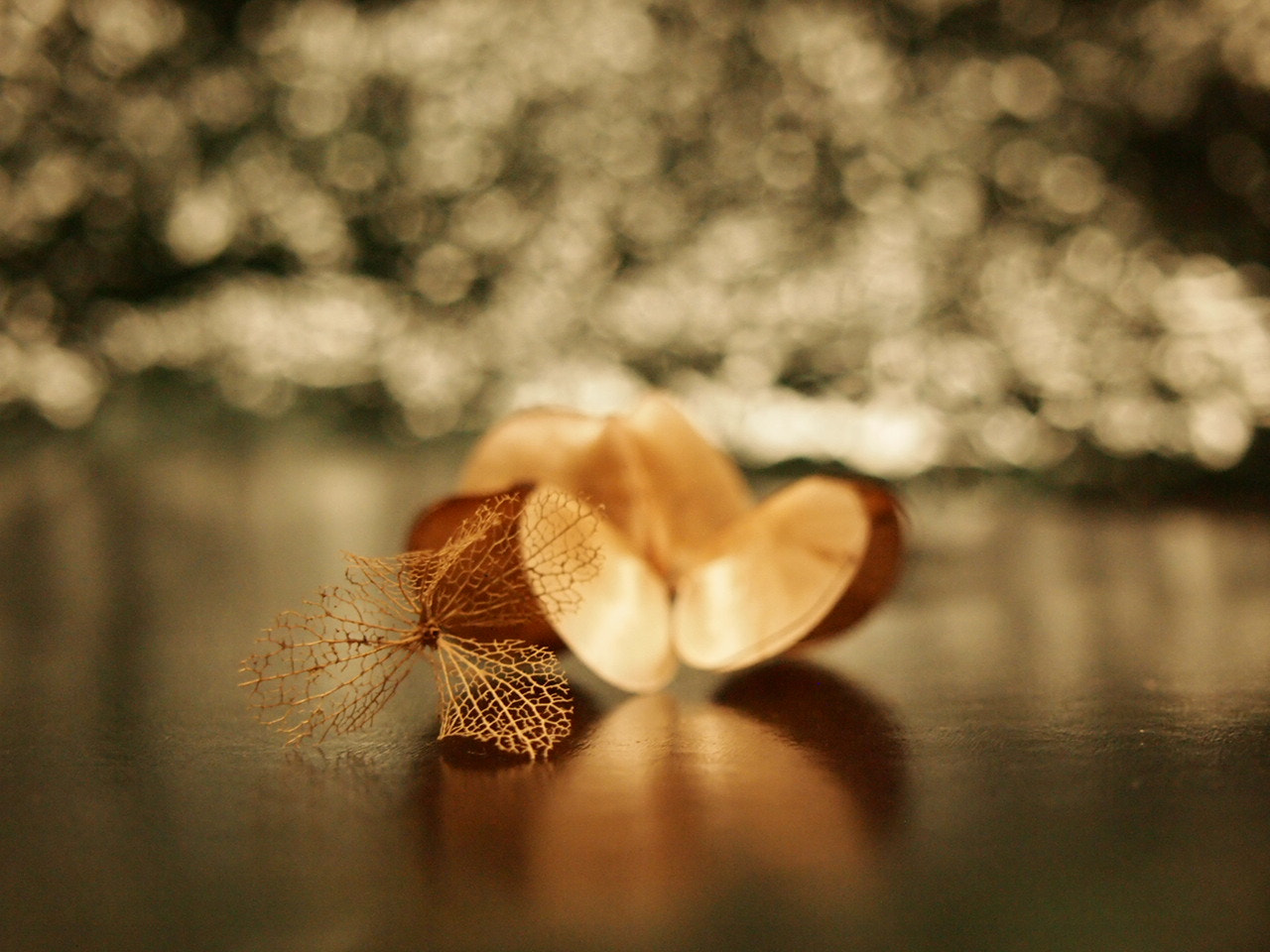 Olympus PEN E-PL2 sample photo. Stay gold photography