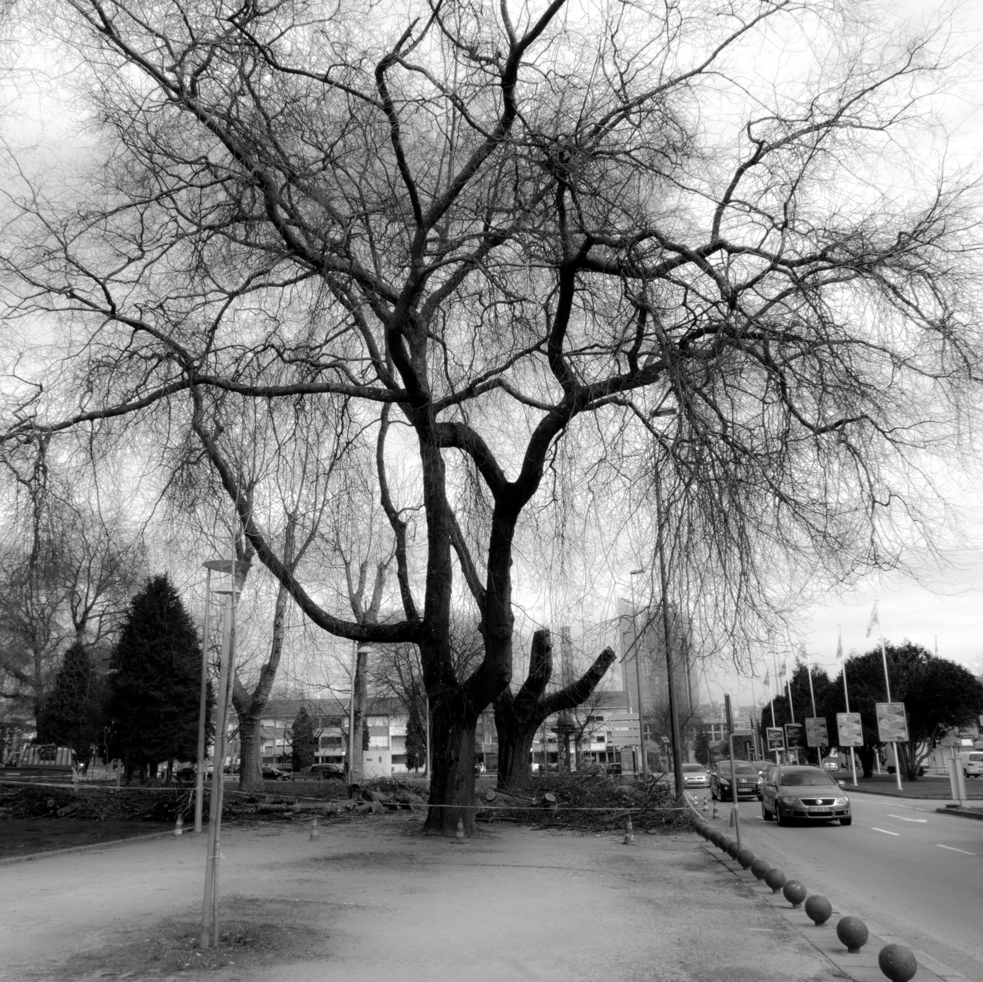 Sony Cyber-shot DSC-RX10 + 24-200mm F2.8 sample photo. Winter trees (8) photography