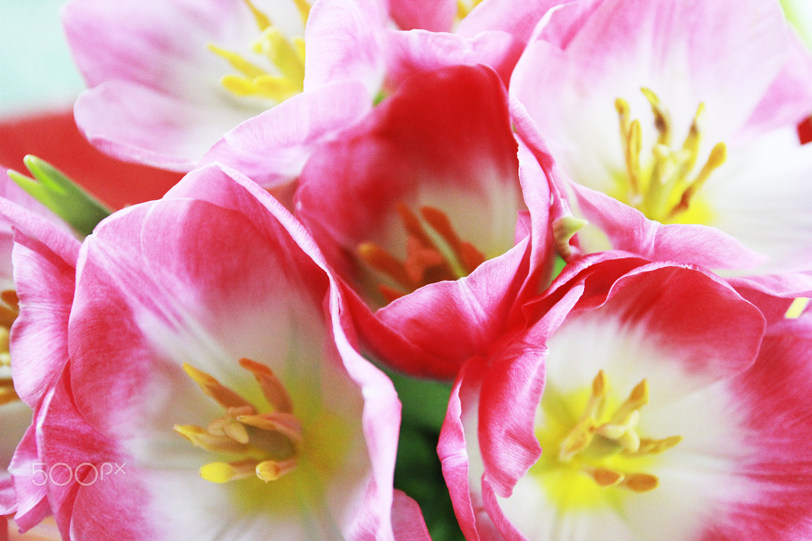 Canon EOS 60D + Canon EF 17-40mm F4L USM sample photo. Tulips photography