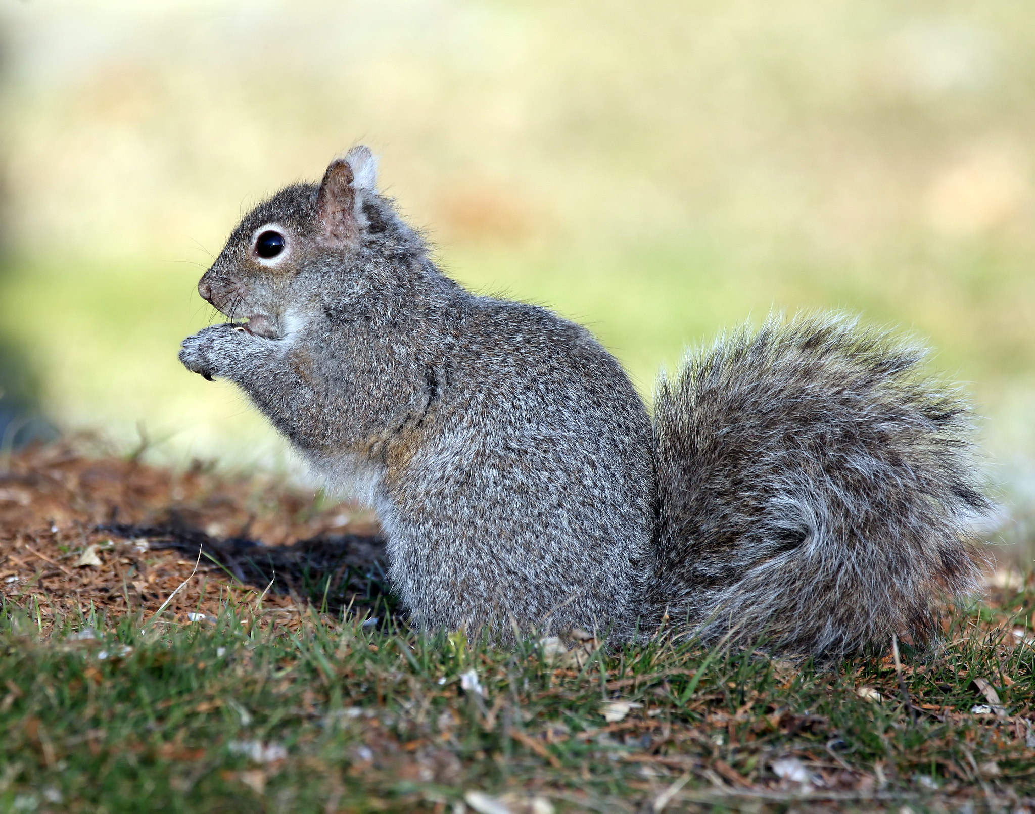 150-600mm F5-6.3 DG OS HSM | Contemporary 015 sample photo. Squirrel photography