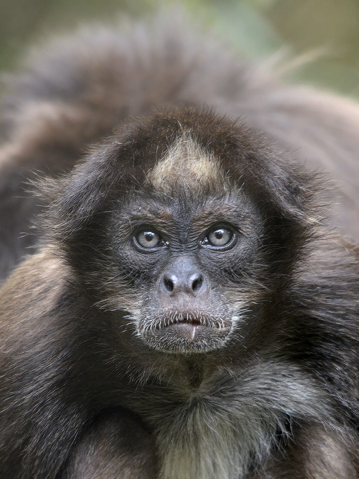 Nikon D7000 + Sigma 150-500mm F5-6.3 DG OS HSM sample photo. Brown spider monkey #1 photography