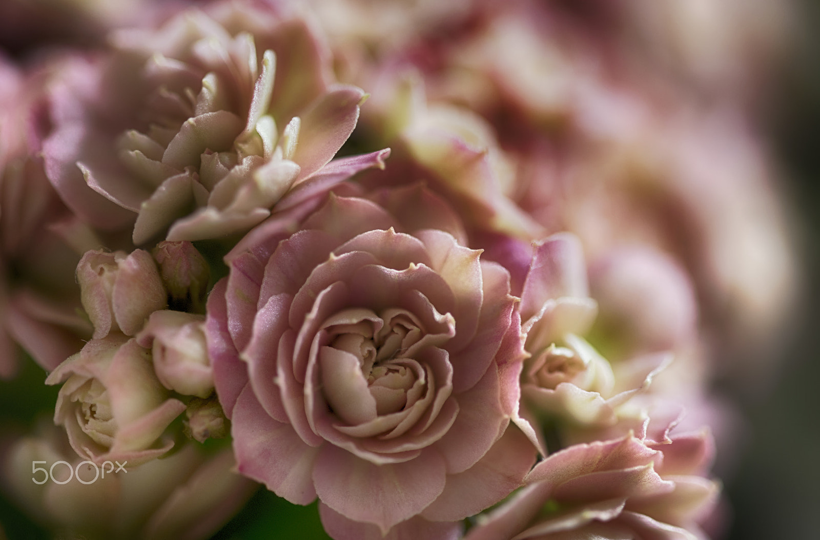 Sigma 105mm F2.8 EX DG OS HSM sample photo. Dreamy photography