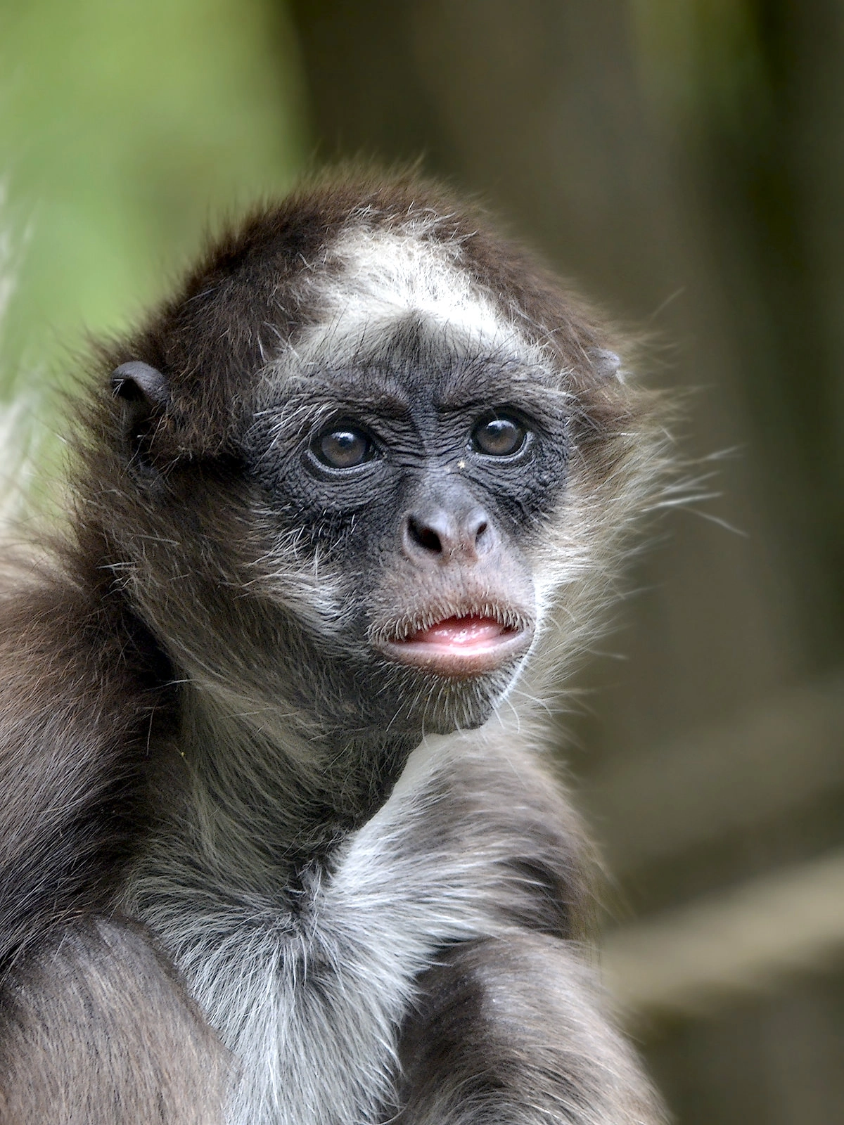 Nikon D7000 + Sigma 150-500mm F5-6.3 DG OS HSM sample photo. Brown spider monkey #2 photography