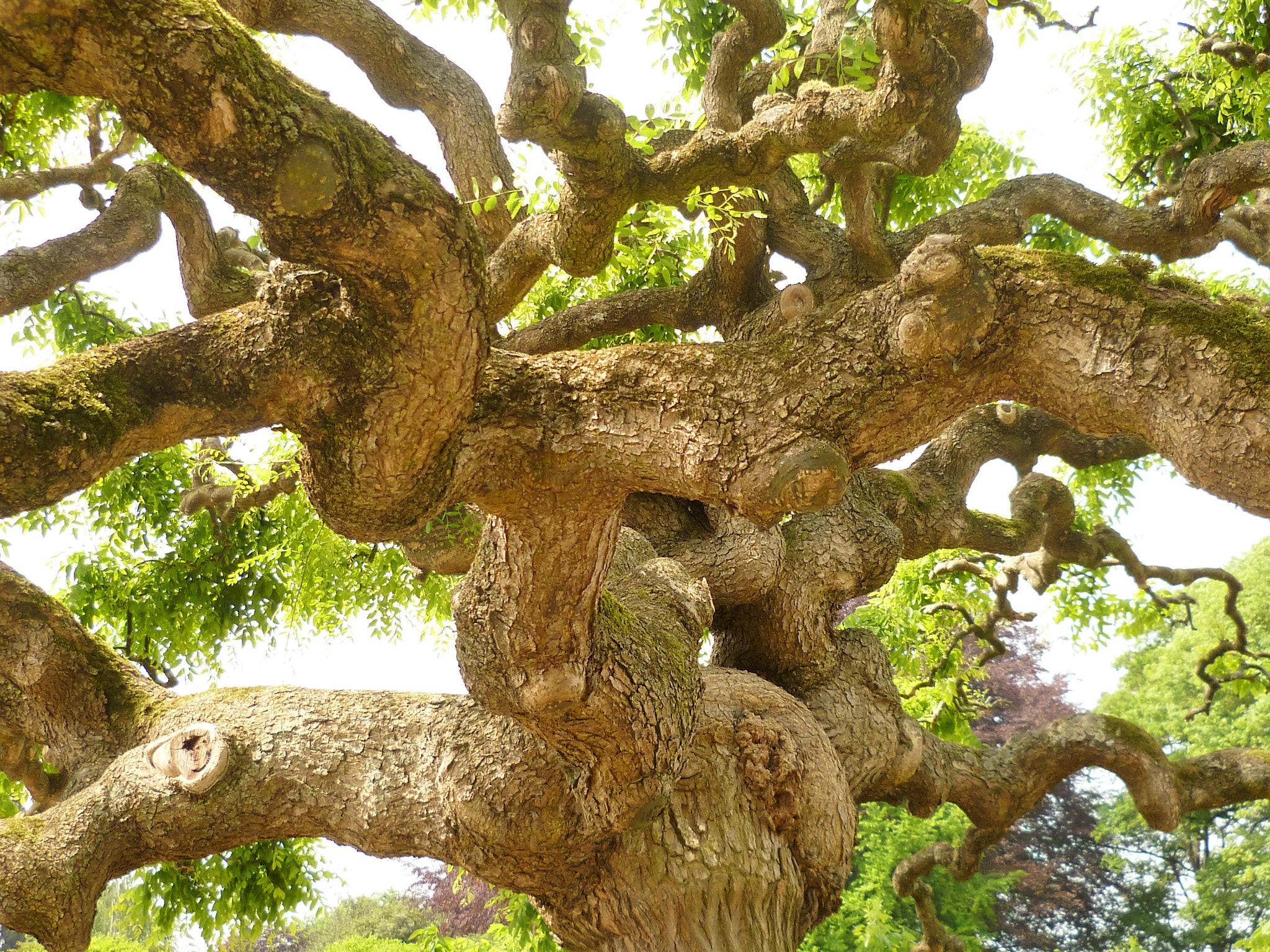 Panasonic DMC-FS10 sample photo. Tree in royal garden in brussels photography