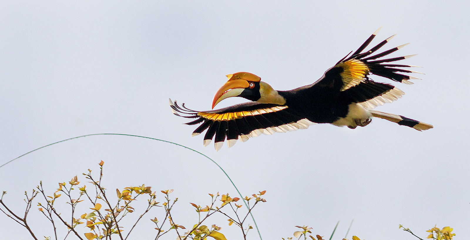 Canon EOS 5D Mark IV + Canon EF 400mm F5.6L USM sample photo. Colours - great indian hornbill photography