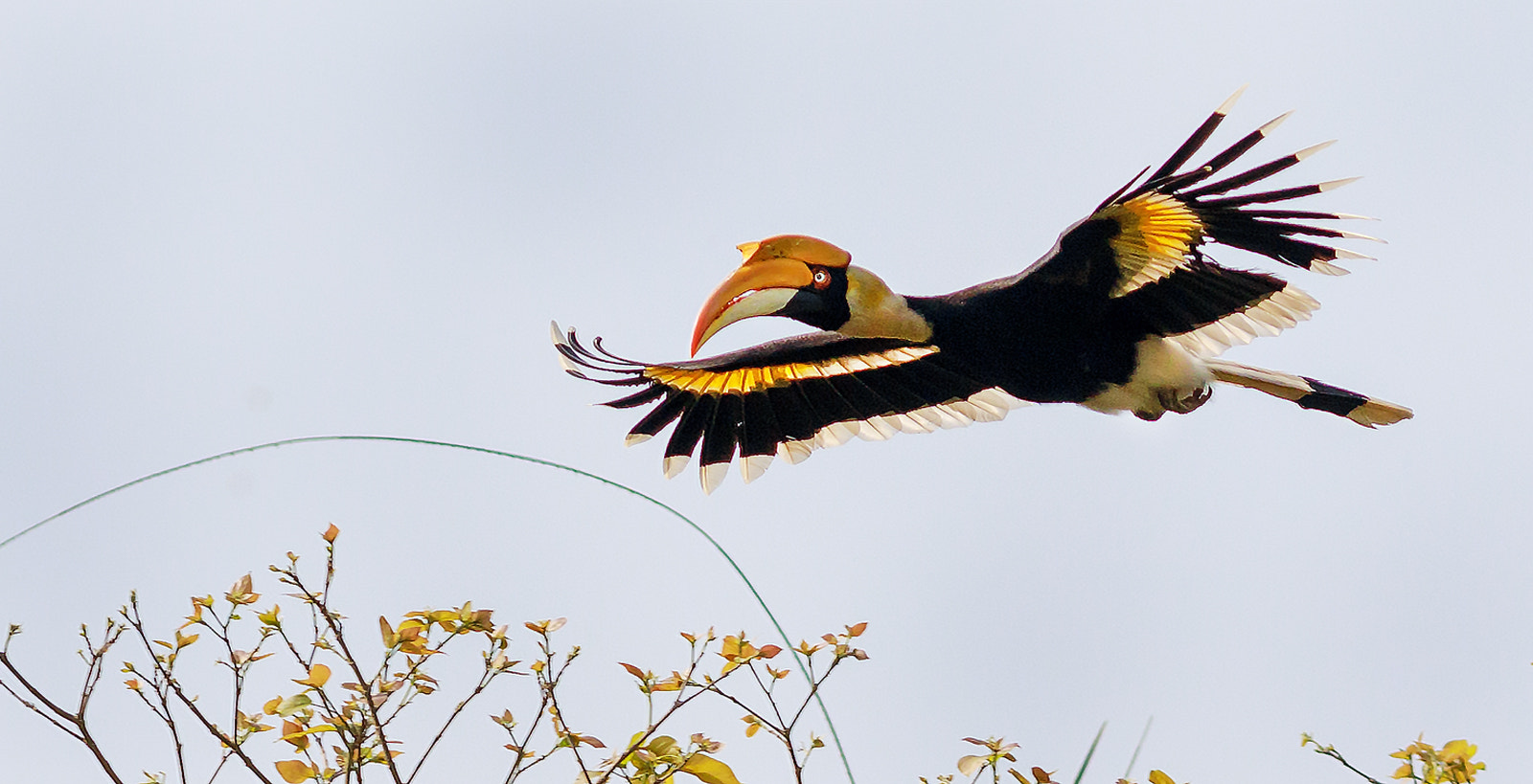 Canon EF 400mm F5.6L USM sample photo. Colours - great indian hornbill photography