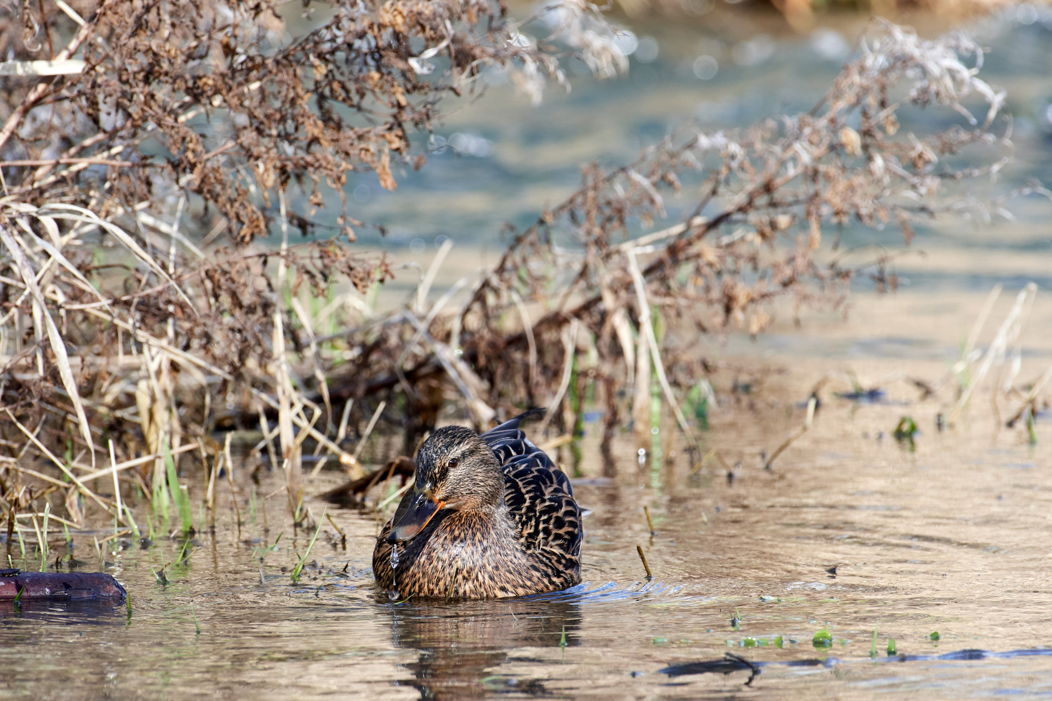 Nikon AF-S Nikkor 200-500mm F5.6E ED VR sample photo. Stockente photography