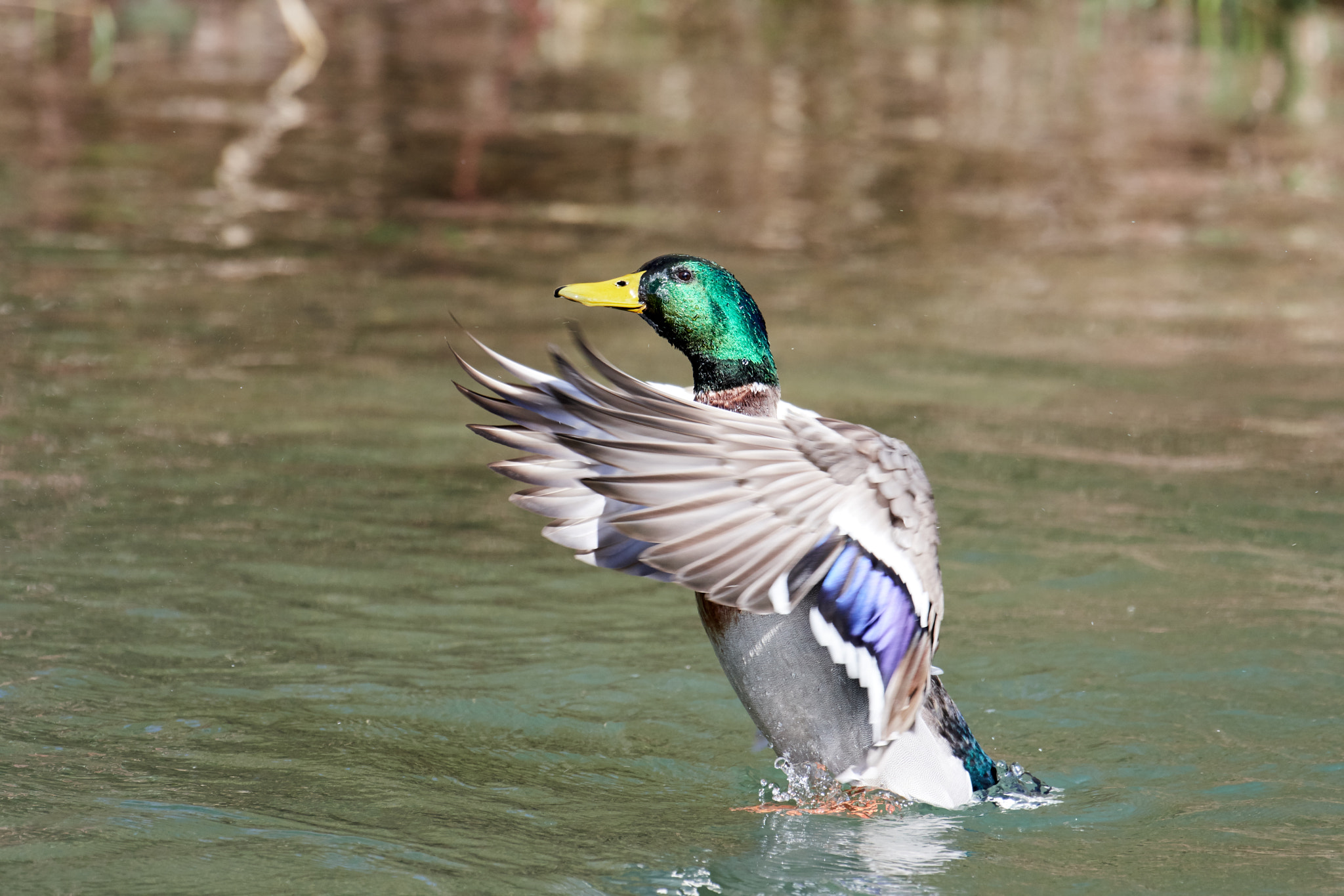 Nikon AF-S Nikkor 200-500mm F5.6E ED VR sample photo. Stockente photography