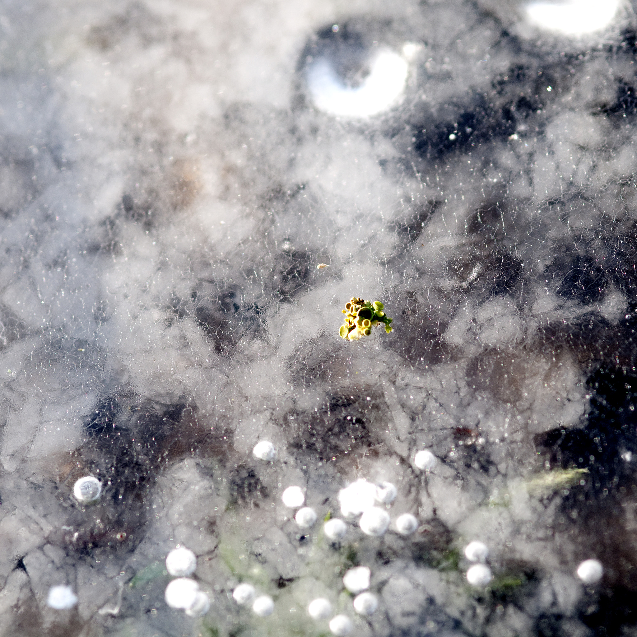 Nikon AF-S Micro-Nikkor 105mm F2.8G IF-ED VR sample photo. Frozen photography