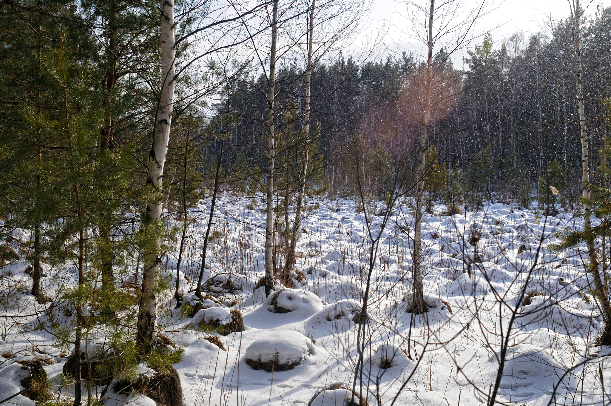 Nikon D300S + Nikon AF Nikkor 24mm F2.8D sample photo. Snow and sun photography