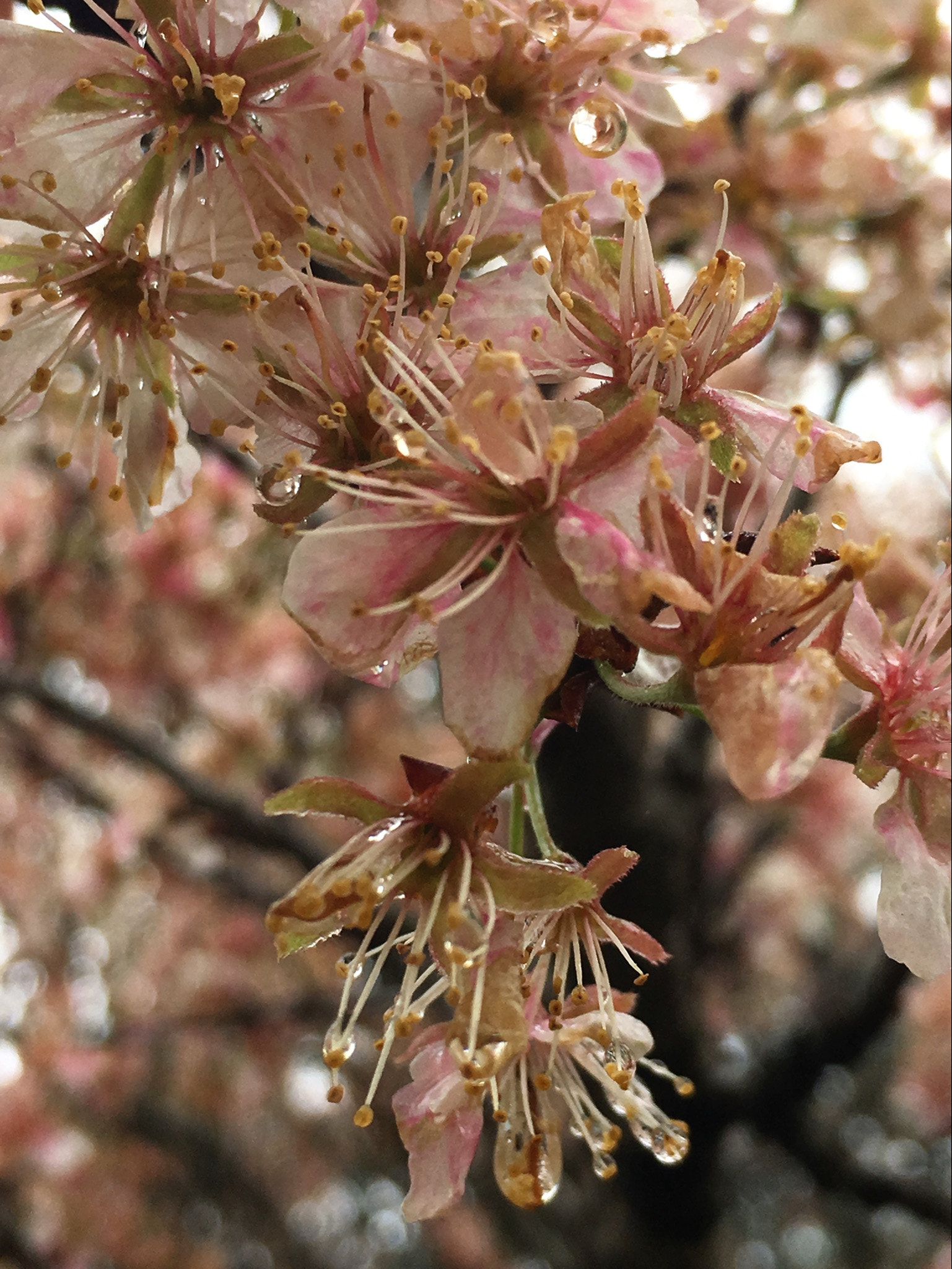 Apple iPhone8,1 sample photo. Spring 2017 has arrived. photography