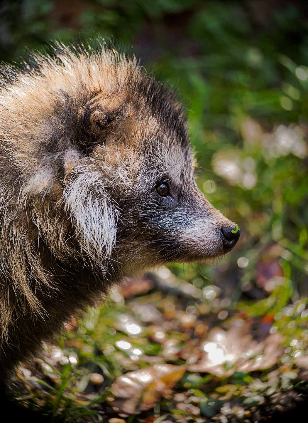 Pentax K-1 sample photo. Raccoon dog photography