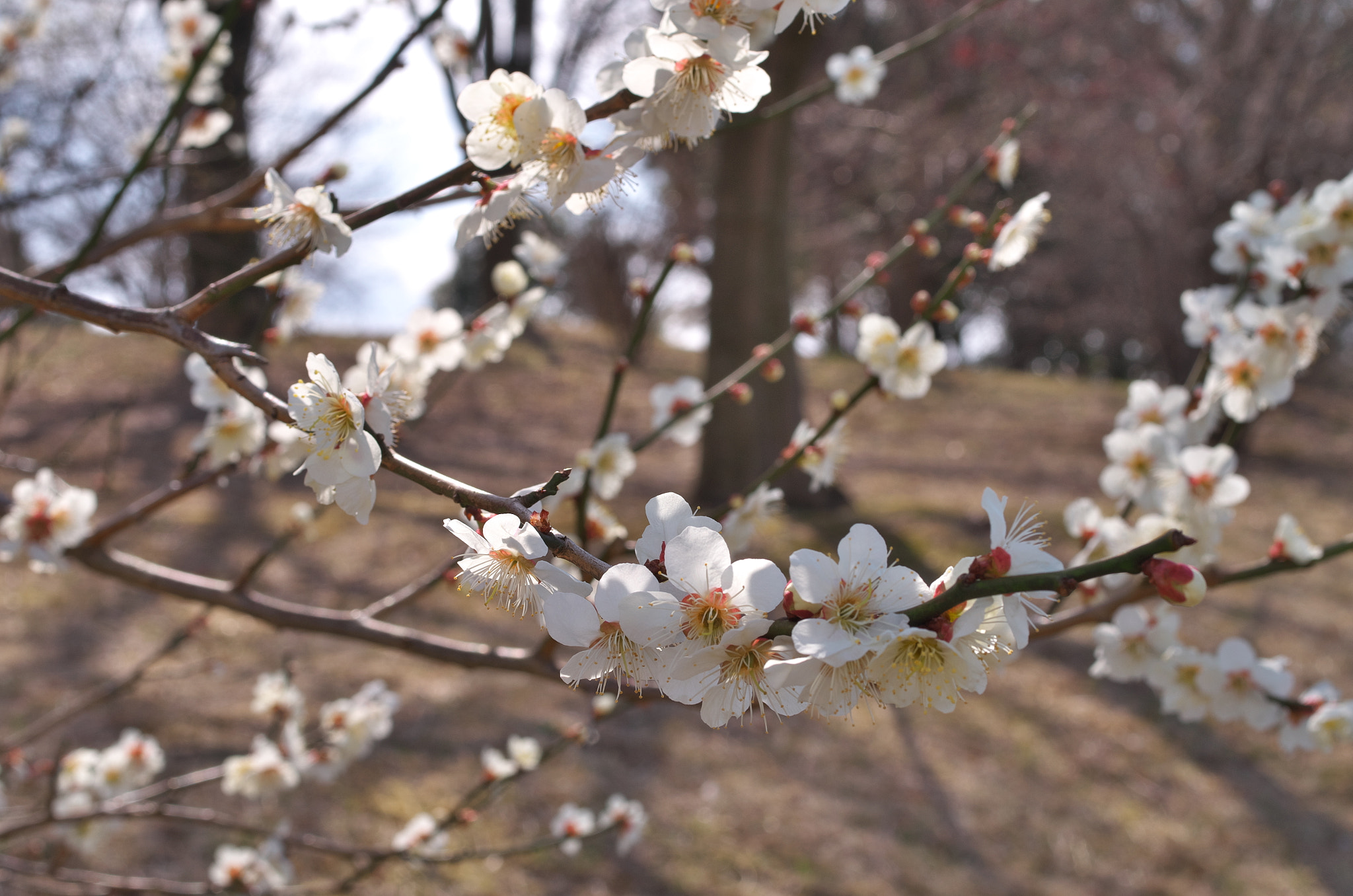 Pentax K-01 + Pentax smc DA 40mm F2.8 Limited sample photo. Nice and warm today at the park....... photography