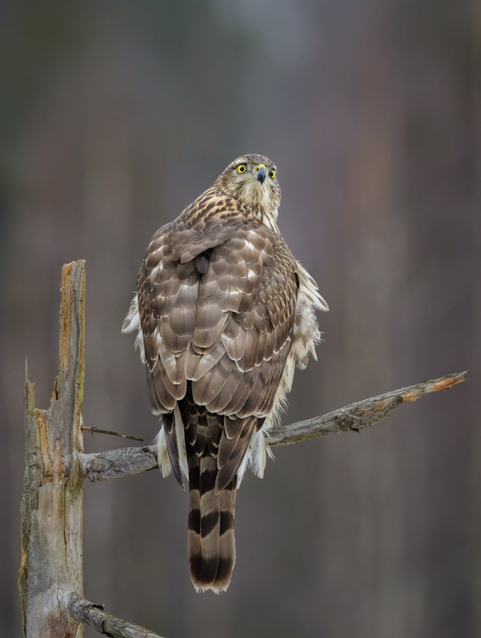 Canon EF 400mm F2.8L IS II USM sample photo. Goshawk photography
