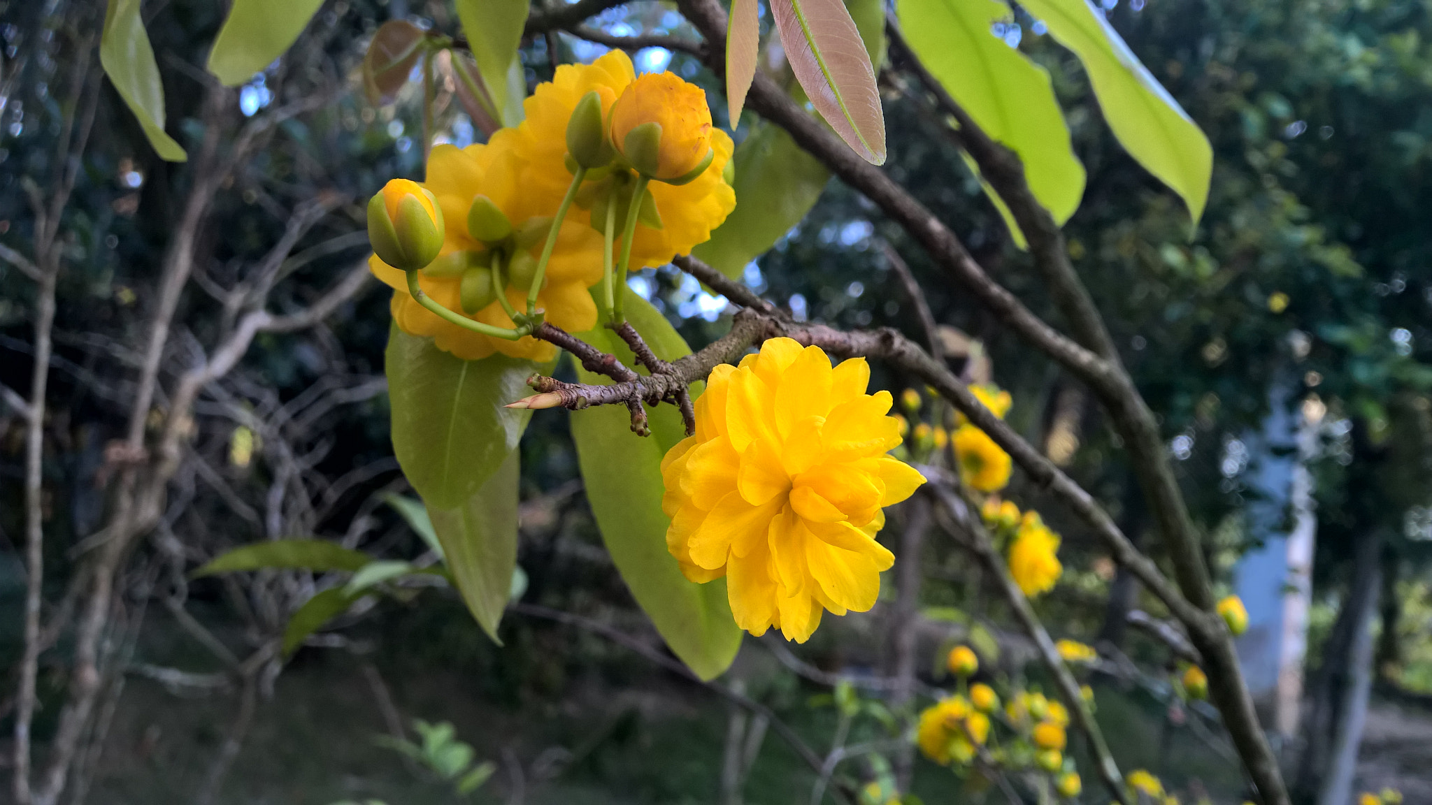 Nokia Lumia 1520 sample photo. Wp_20170127_17_13_21_pro.jpg photography
