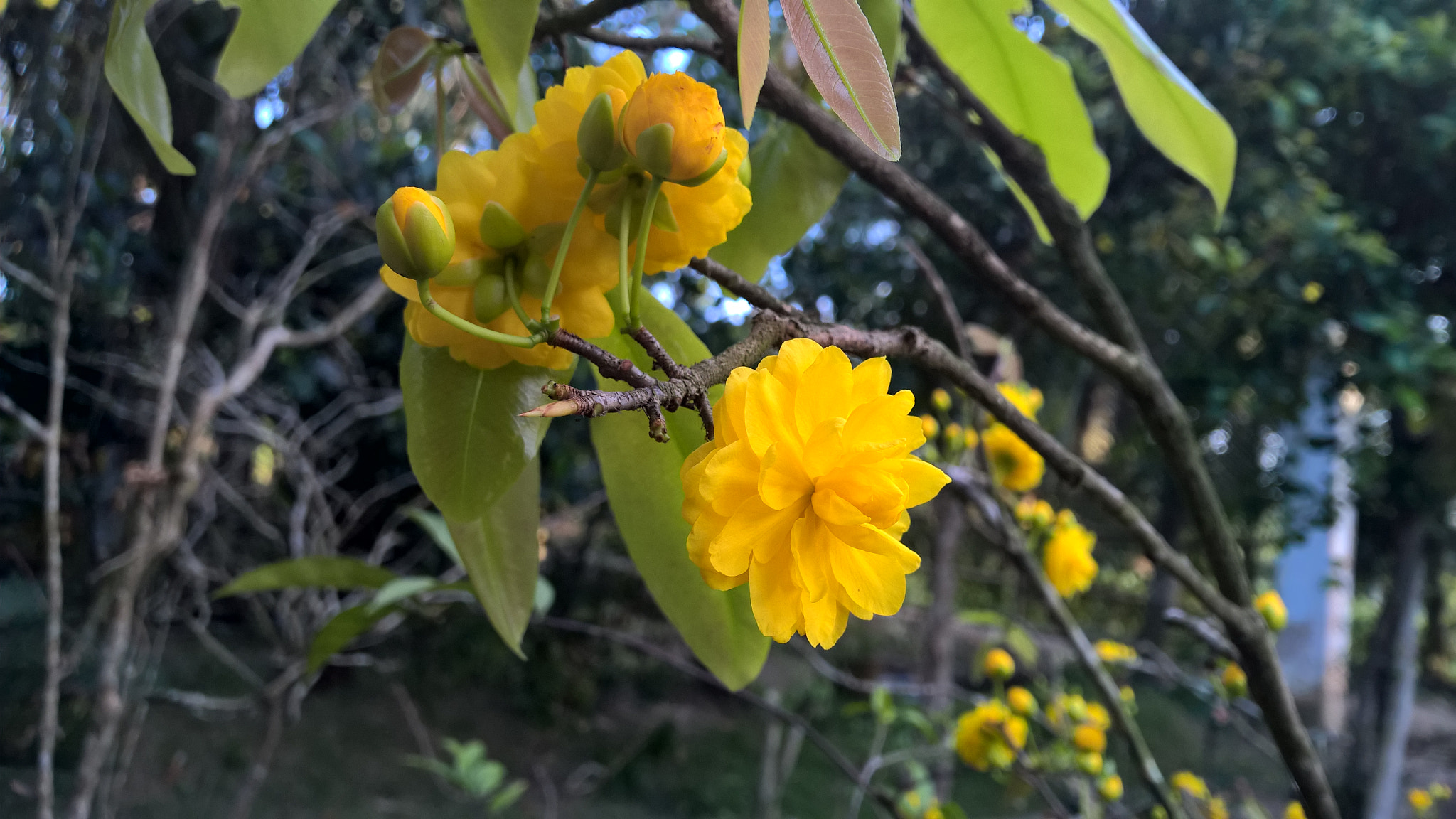 Nokia Lumia 1520 sample photo. Wp_20170127_17_13_18_pro.jpg photography